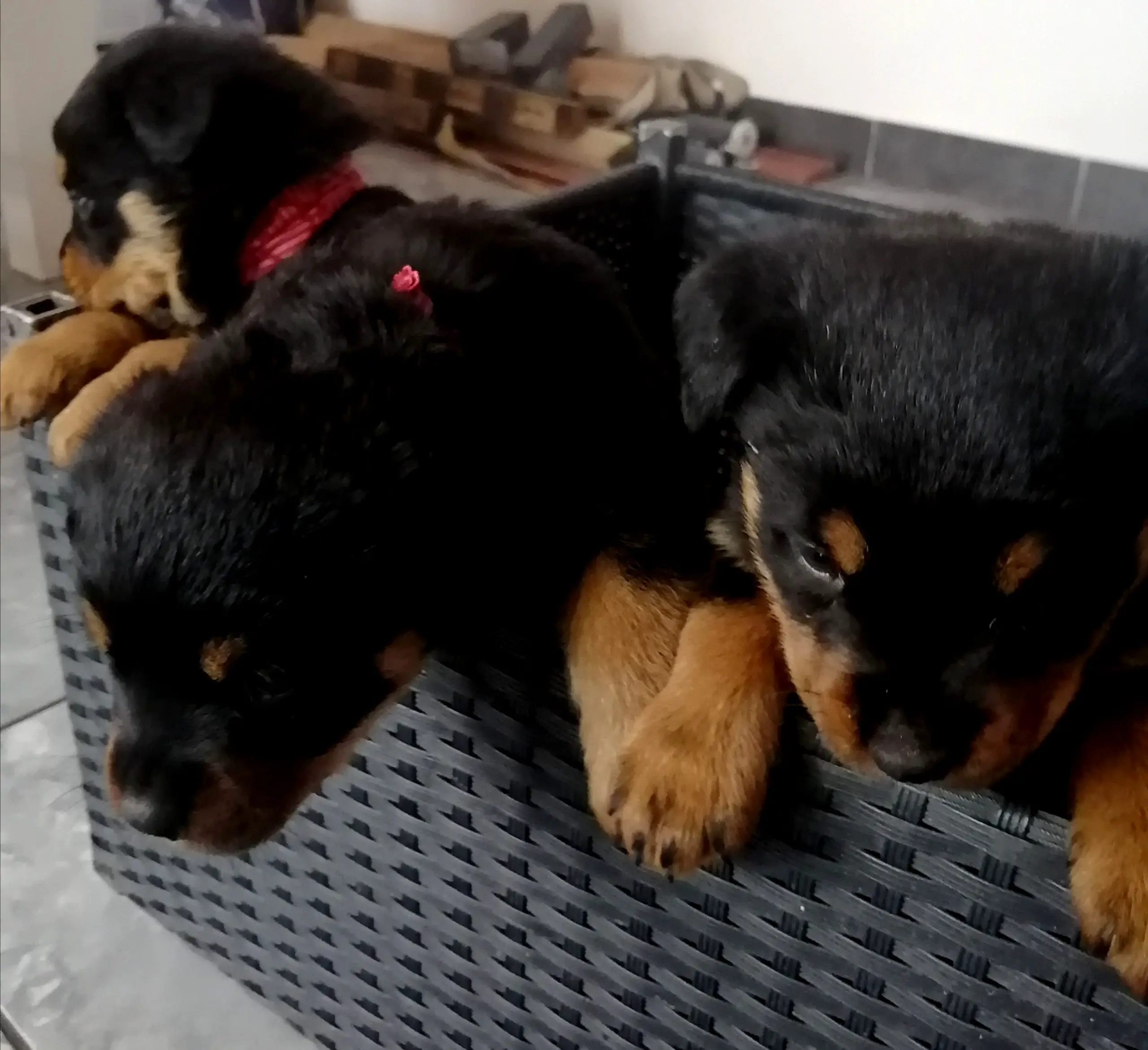 Rottweiler Puppies in Cape Town (01/11/2021)