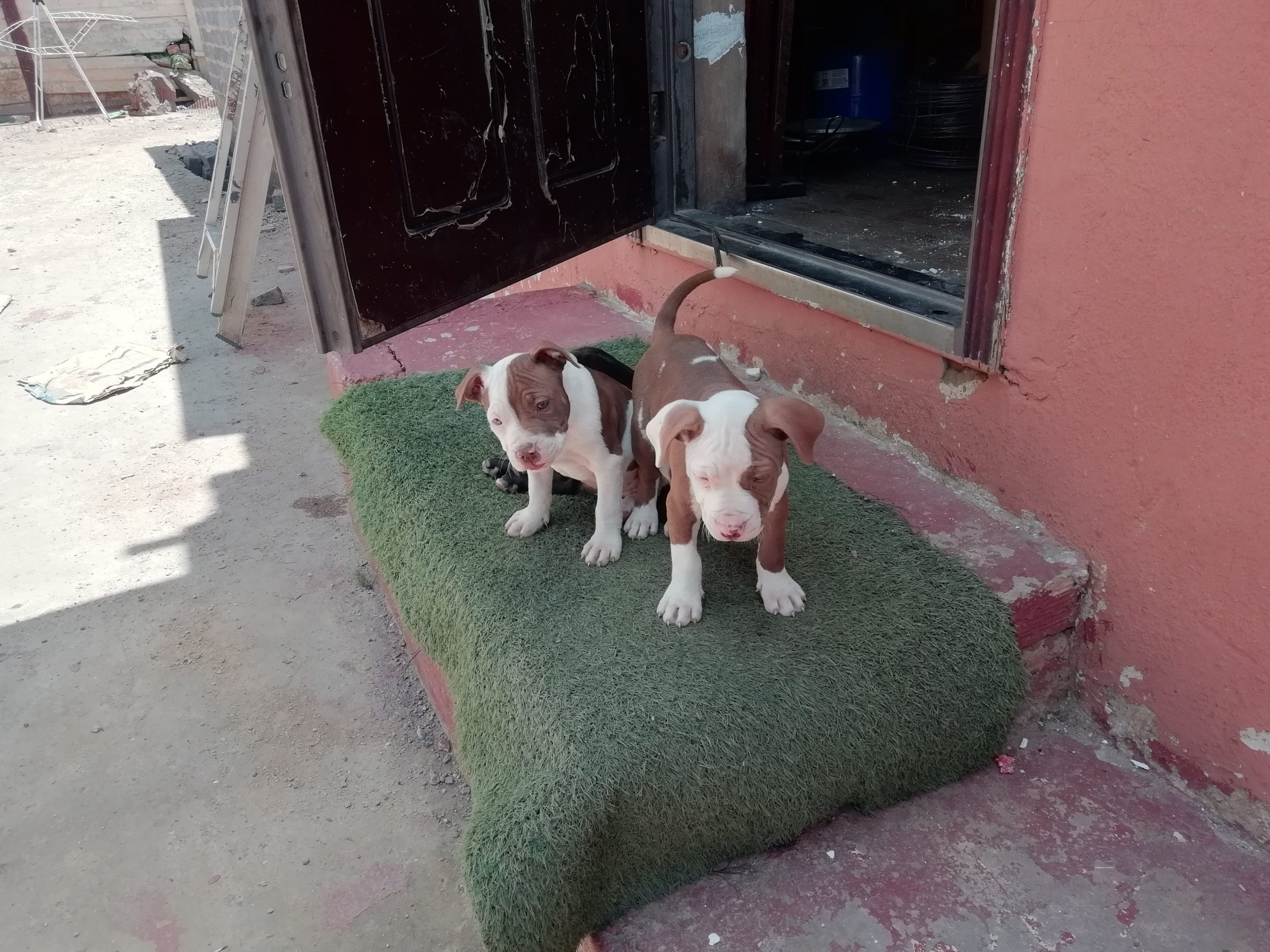 Pitbull Puppies in Johannesburg (07/11/2021)