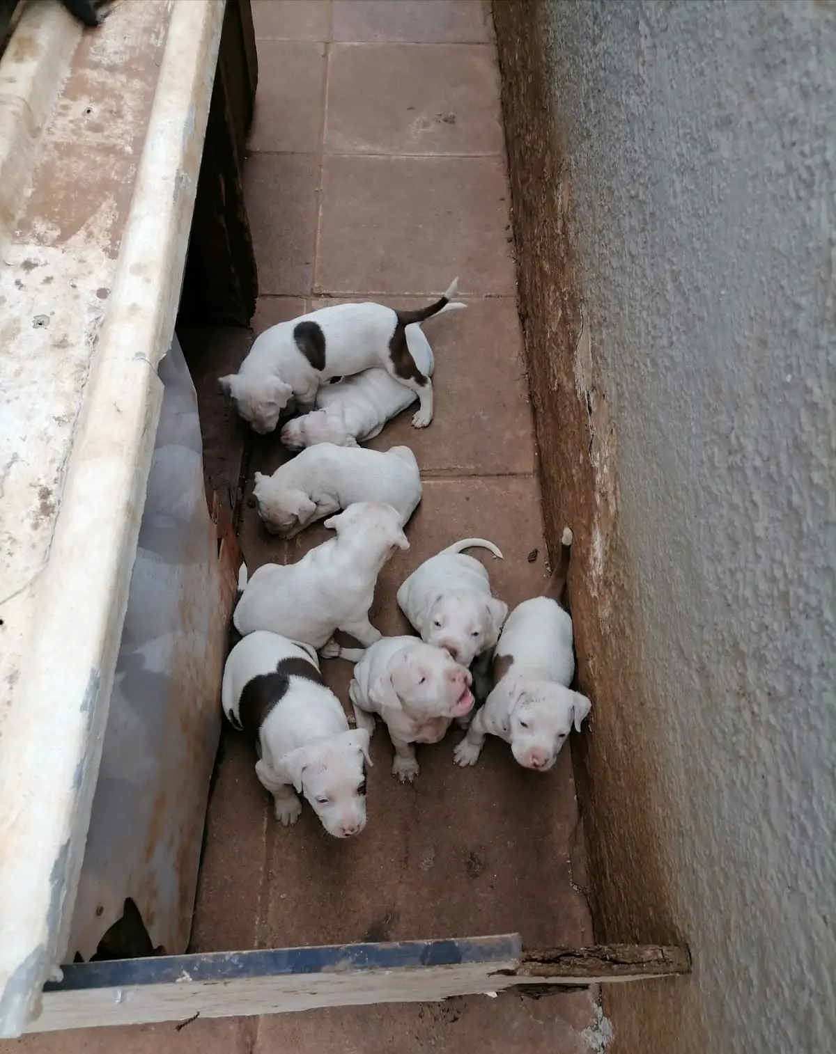 Pitbull Puppies in Johannesburg (08/11/2021)