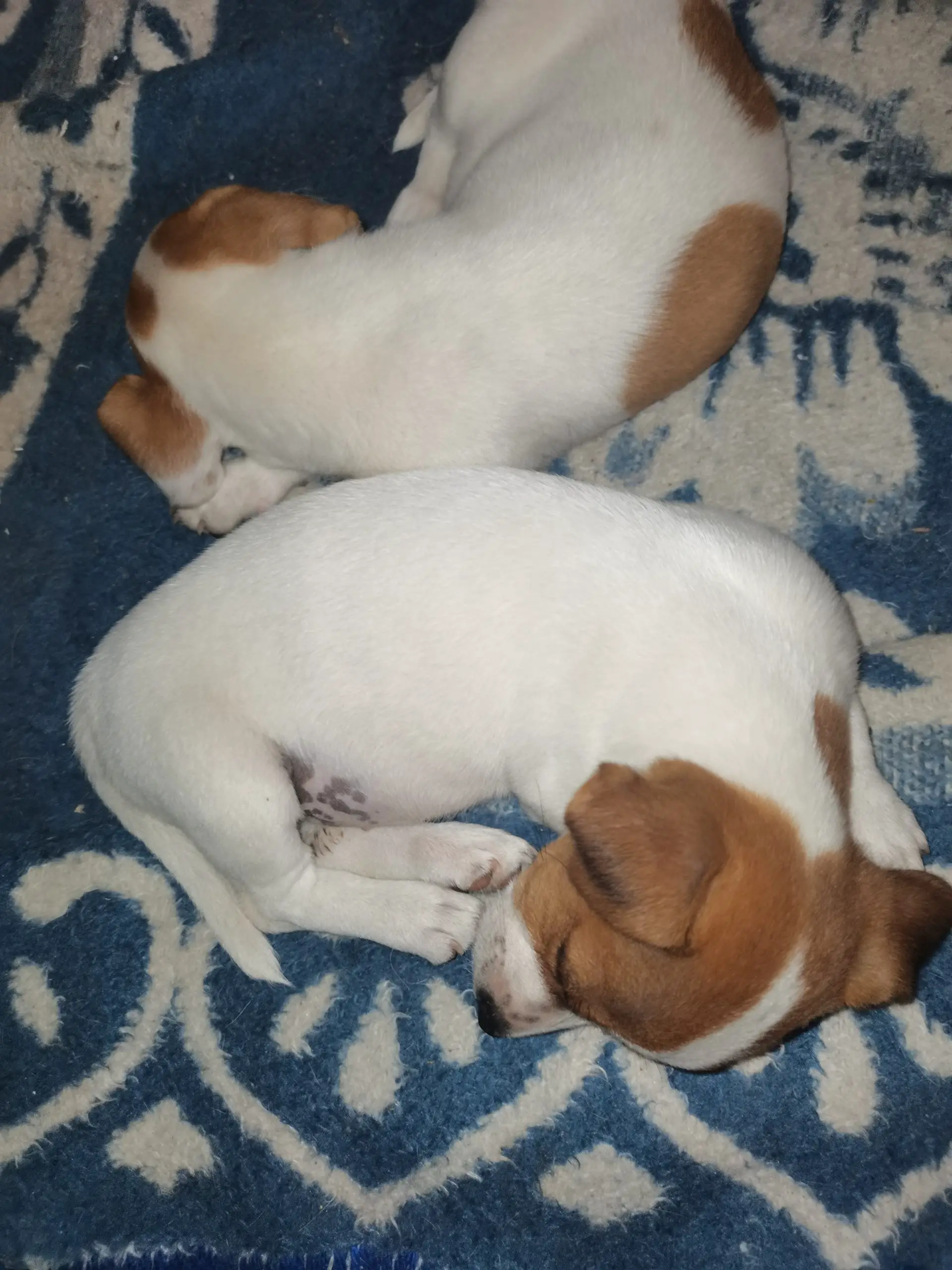 Jack Russell Puppies in Other (20/11/2021)