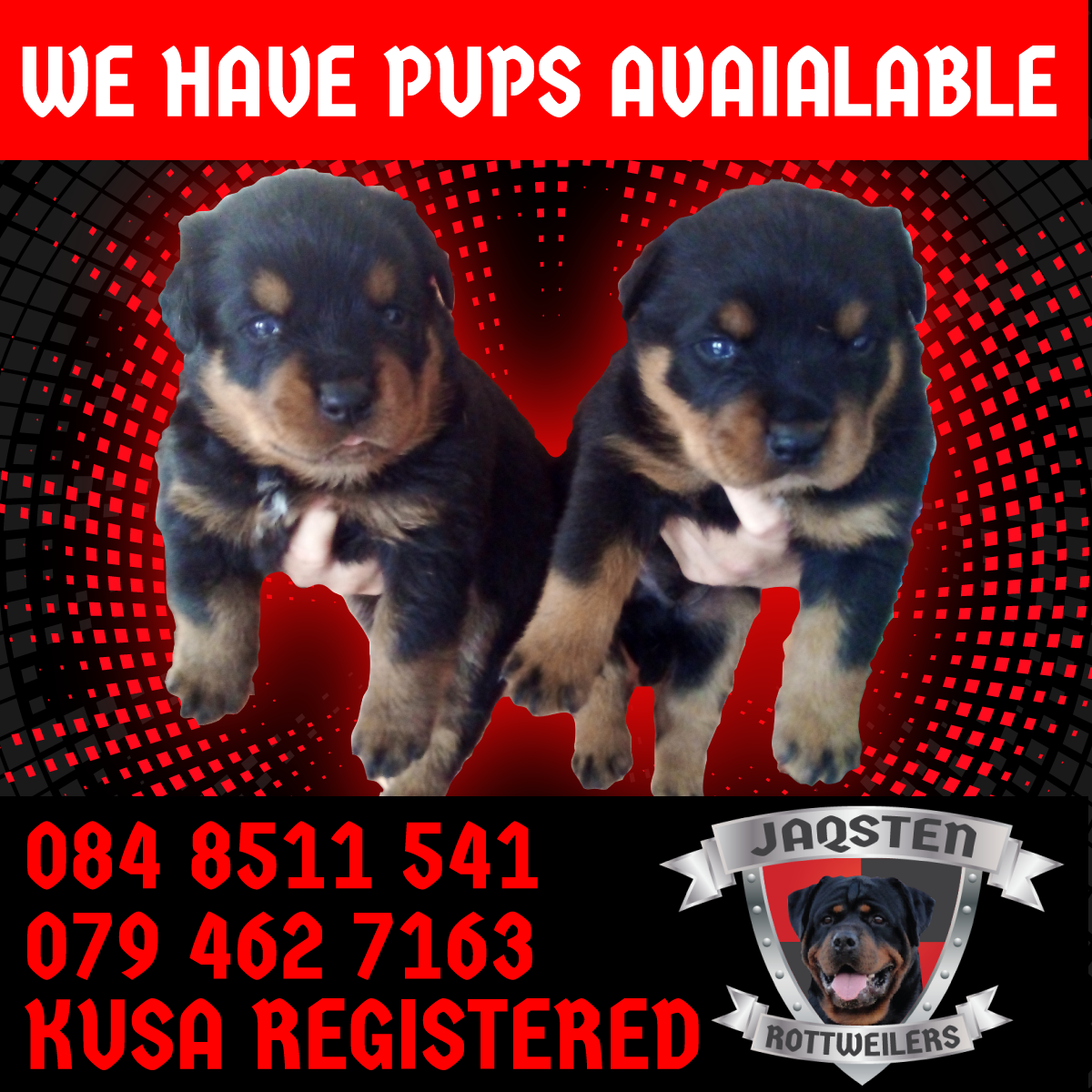 Rottweiler Puppies in Kwazulu Natal (17/11/2021)