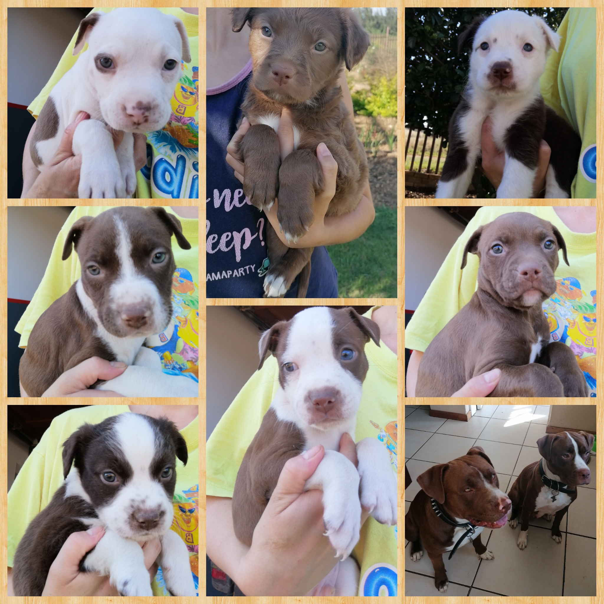 Pitbull Puppies in Pretoria (19/11/2021)