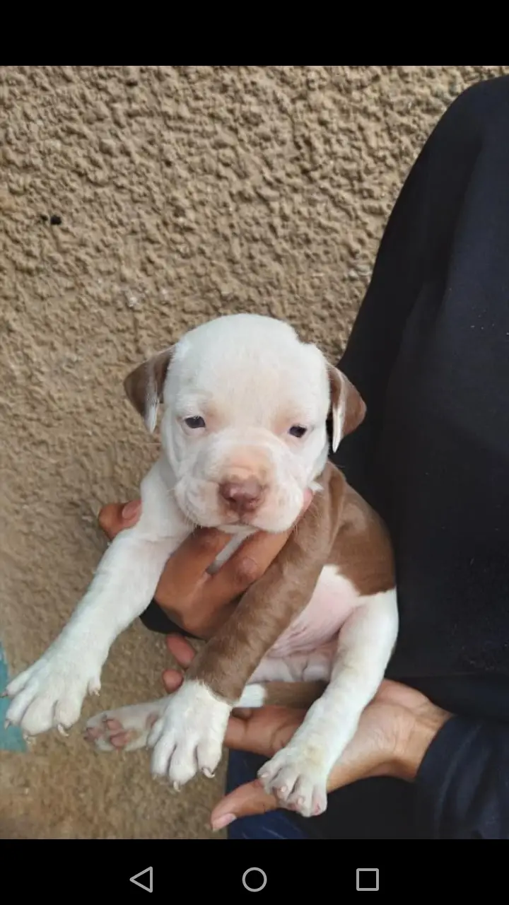 Pitbull Puppies in Kwazulu Natal (01/11/2021)