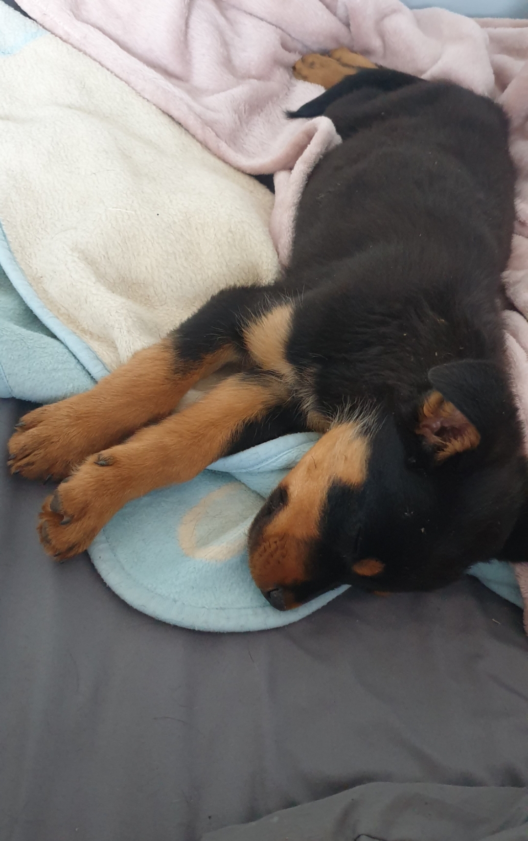 Rottweiler Puppies in East Rand (03/11/2021)