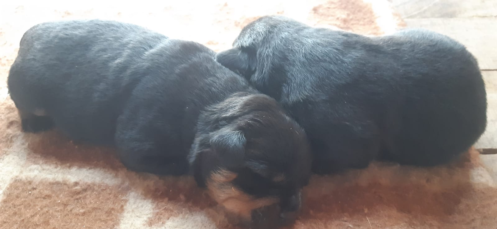 Rottweiler Puppies in Cape Town (22/11/2021)