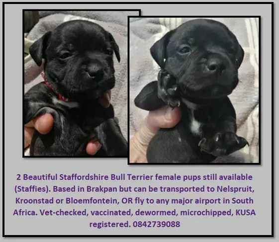 Staffie Puppies in Bloemfontein (17/11/2021)