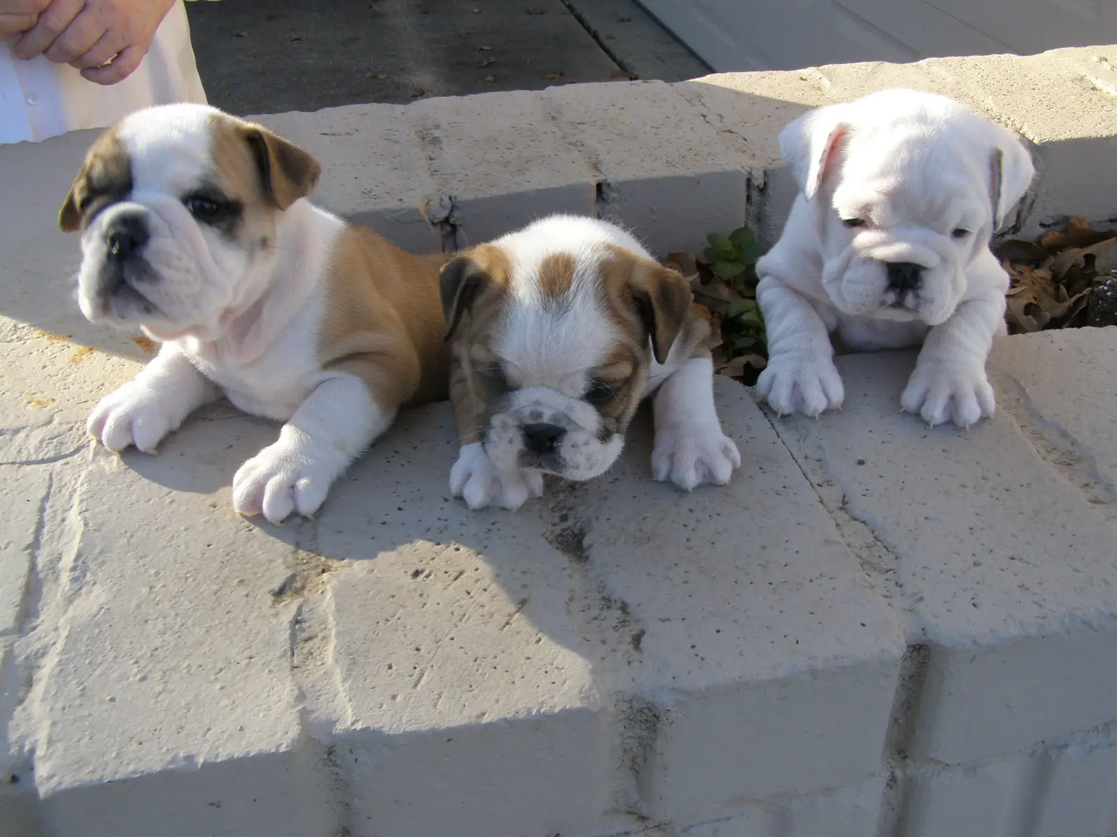 Bulldog Puppies in Bloemfontein (16/11/2021)