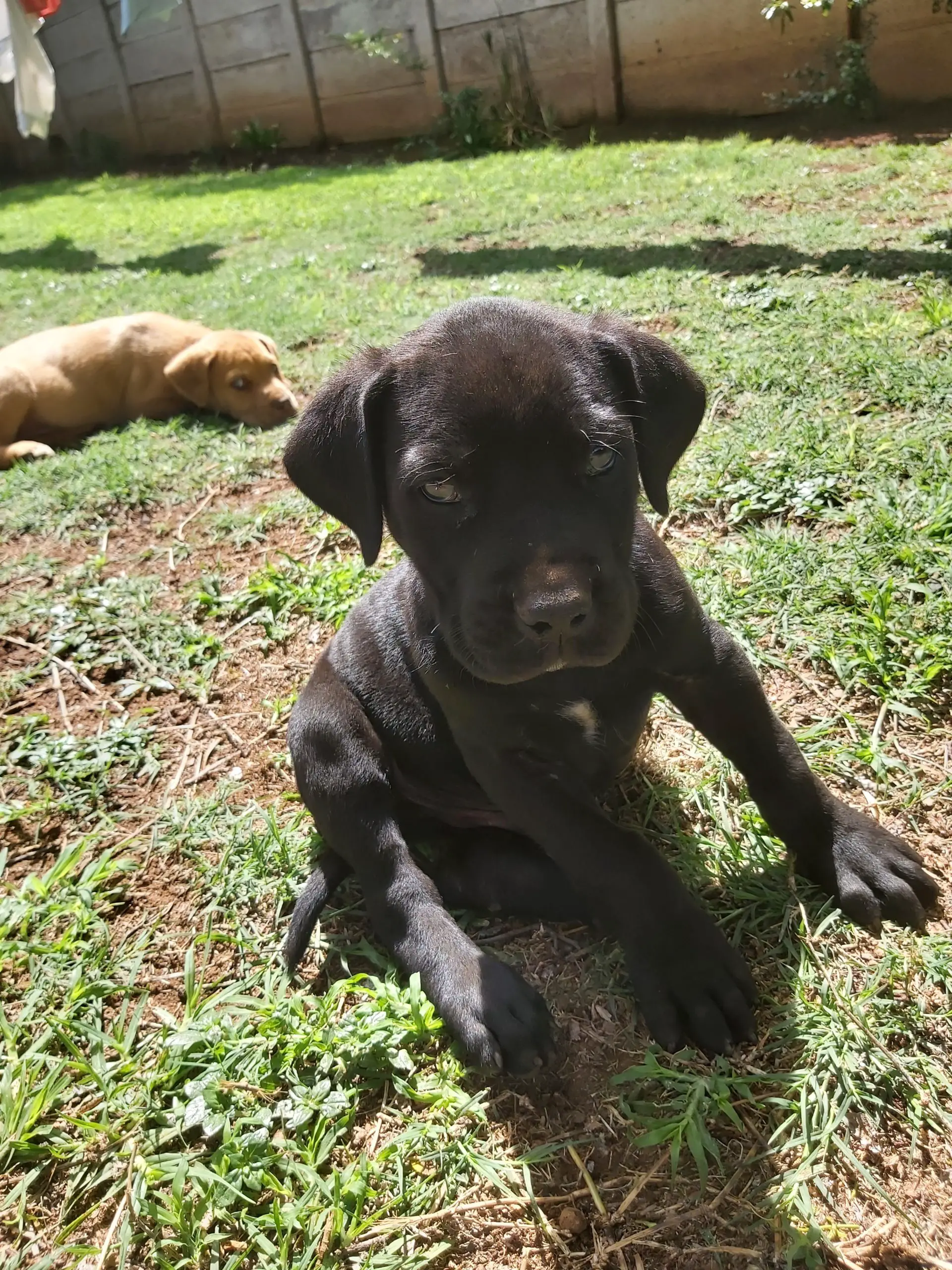 Other Puppies in Mpumalanga (09/11/2021)
