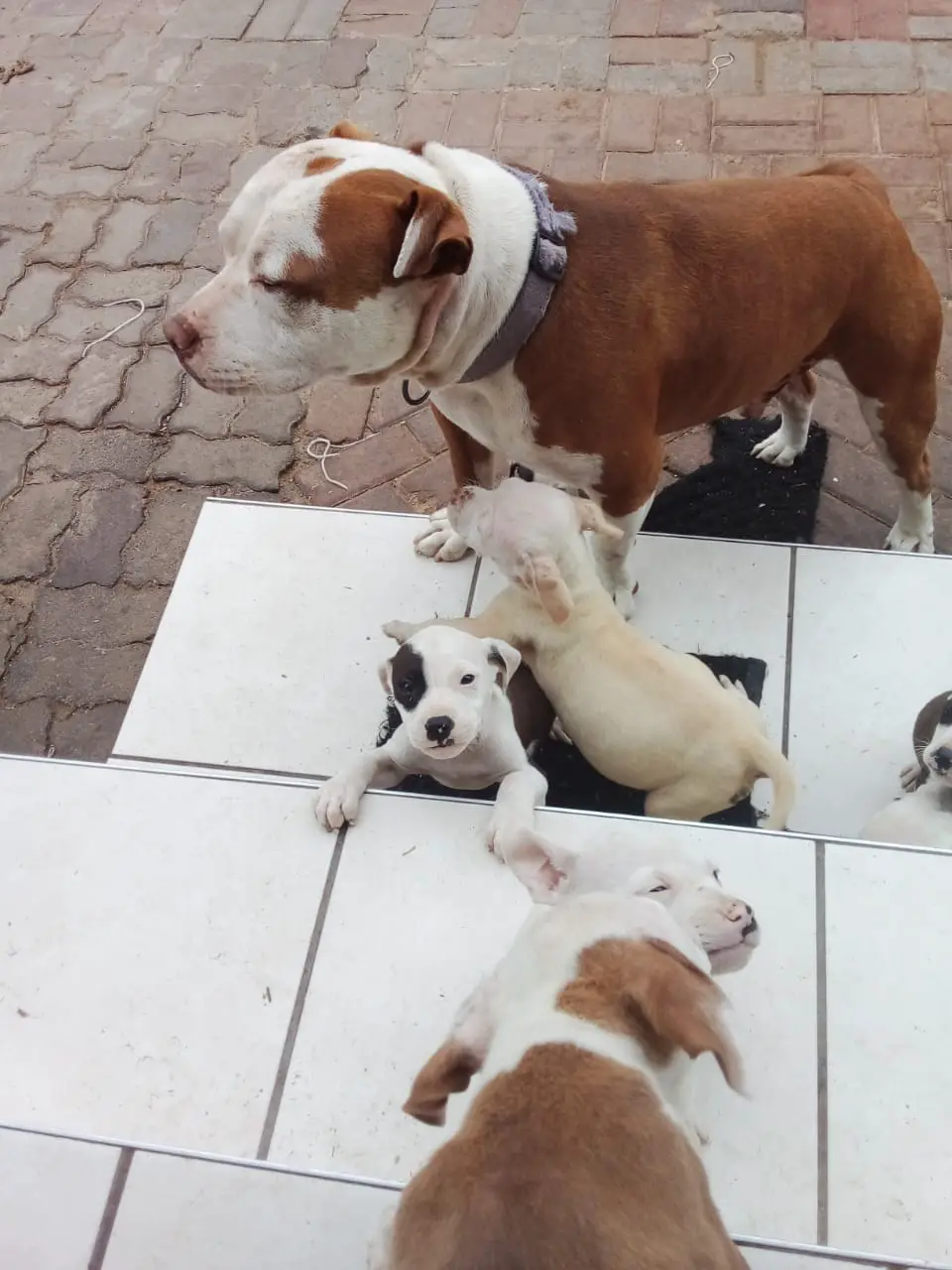 Pitbull Puppies in Johannesburg (06/11/2021)