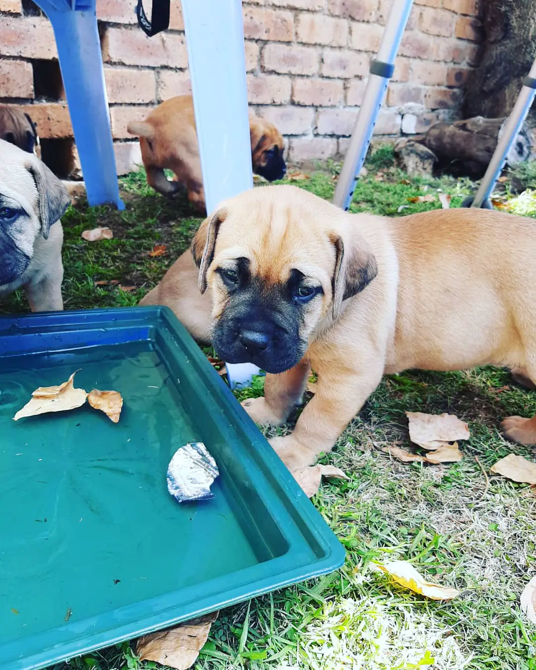 Boerboel Puppies in Johannesburg (18/11/2021)