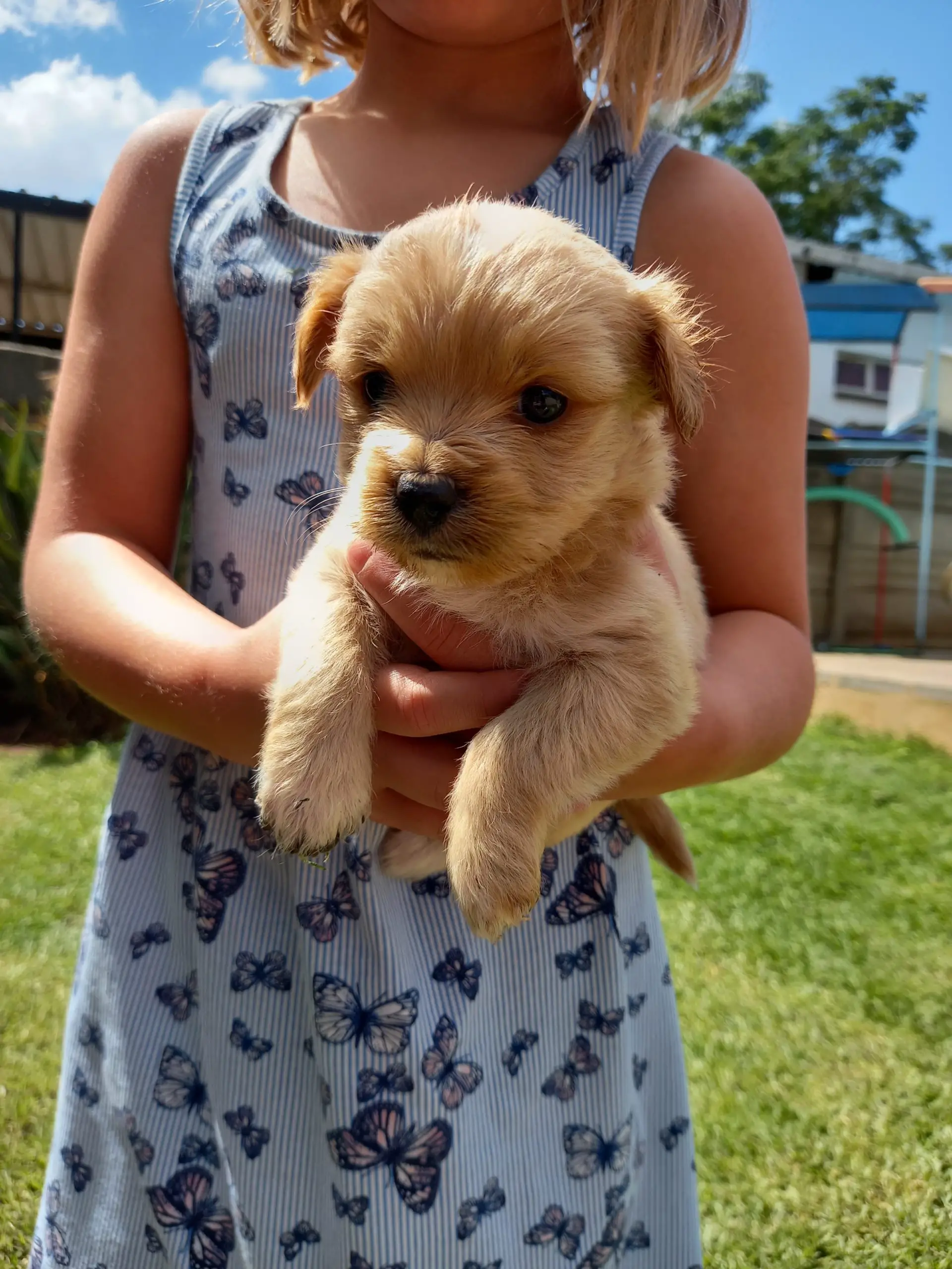 Yorkshire Puppies in East Rand (23/11/2021)