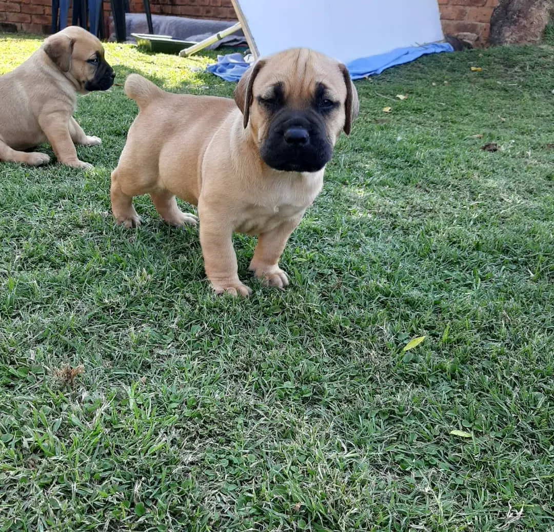 Boerboel Puppies in Pretoria (18/11/2021)