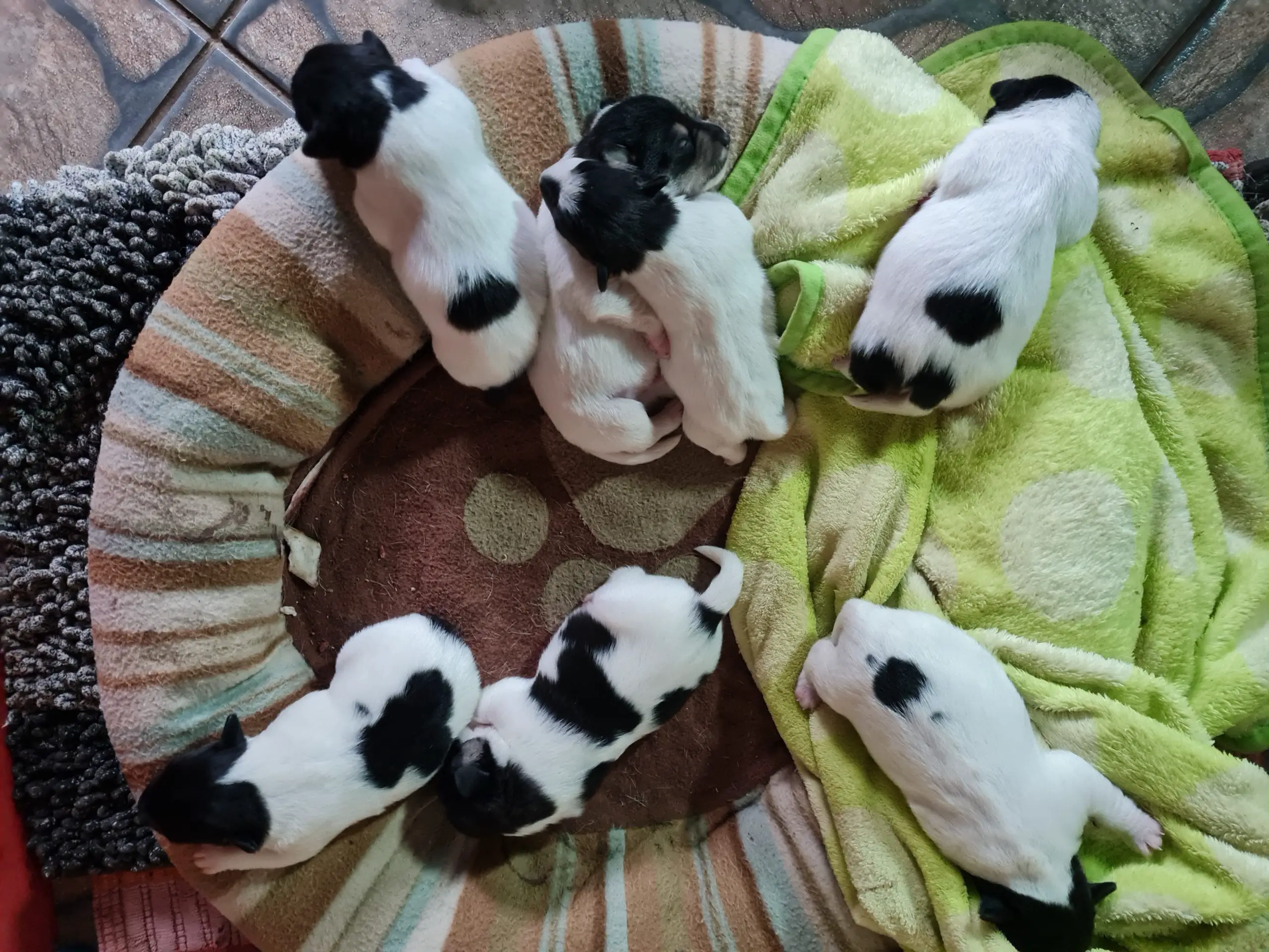 Terrier Puppies in Mpumalanga (09/11/2021)