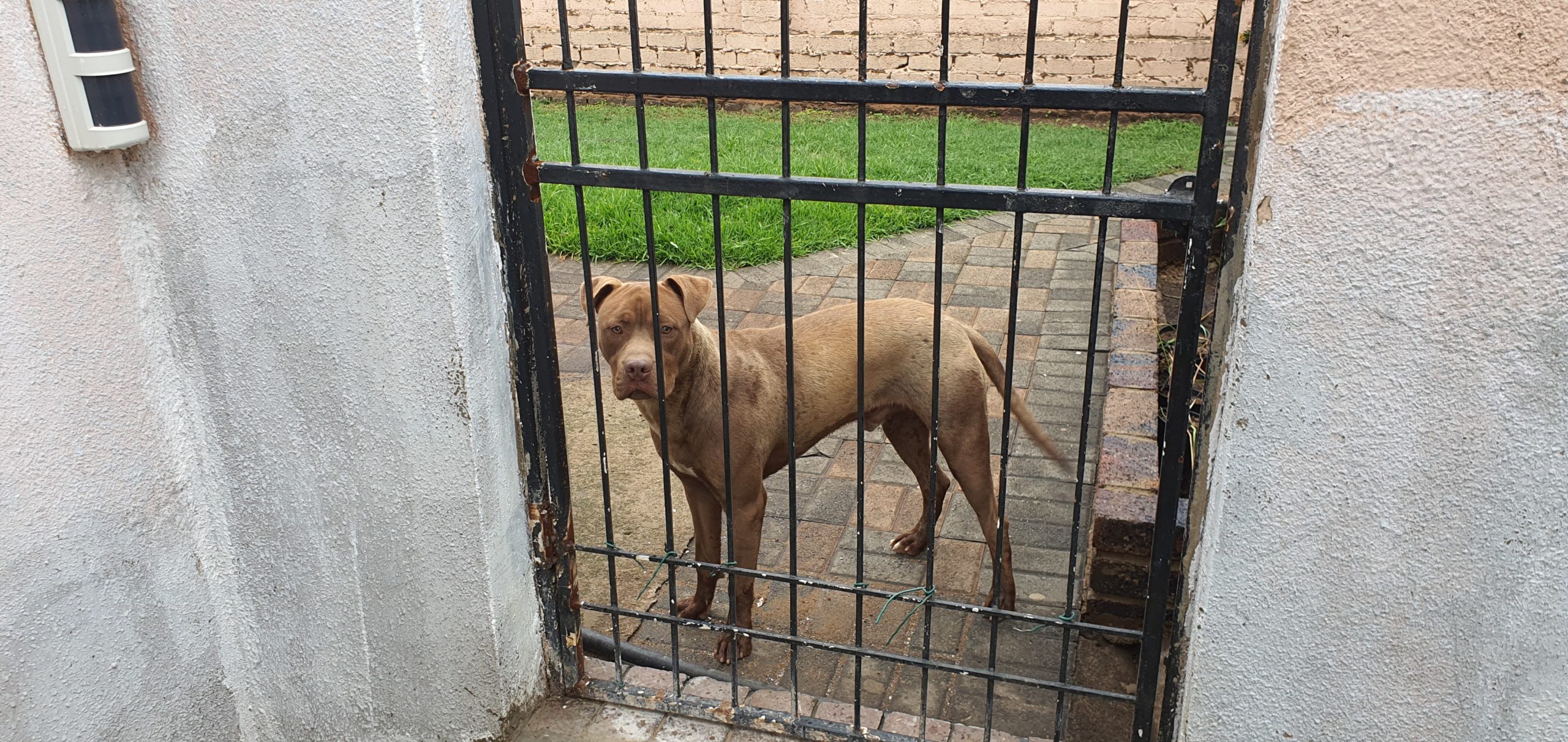 Pitbull Puppies in Johannesburg (05/12/2021)