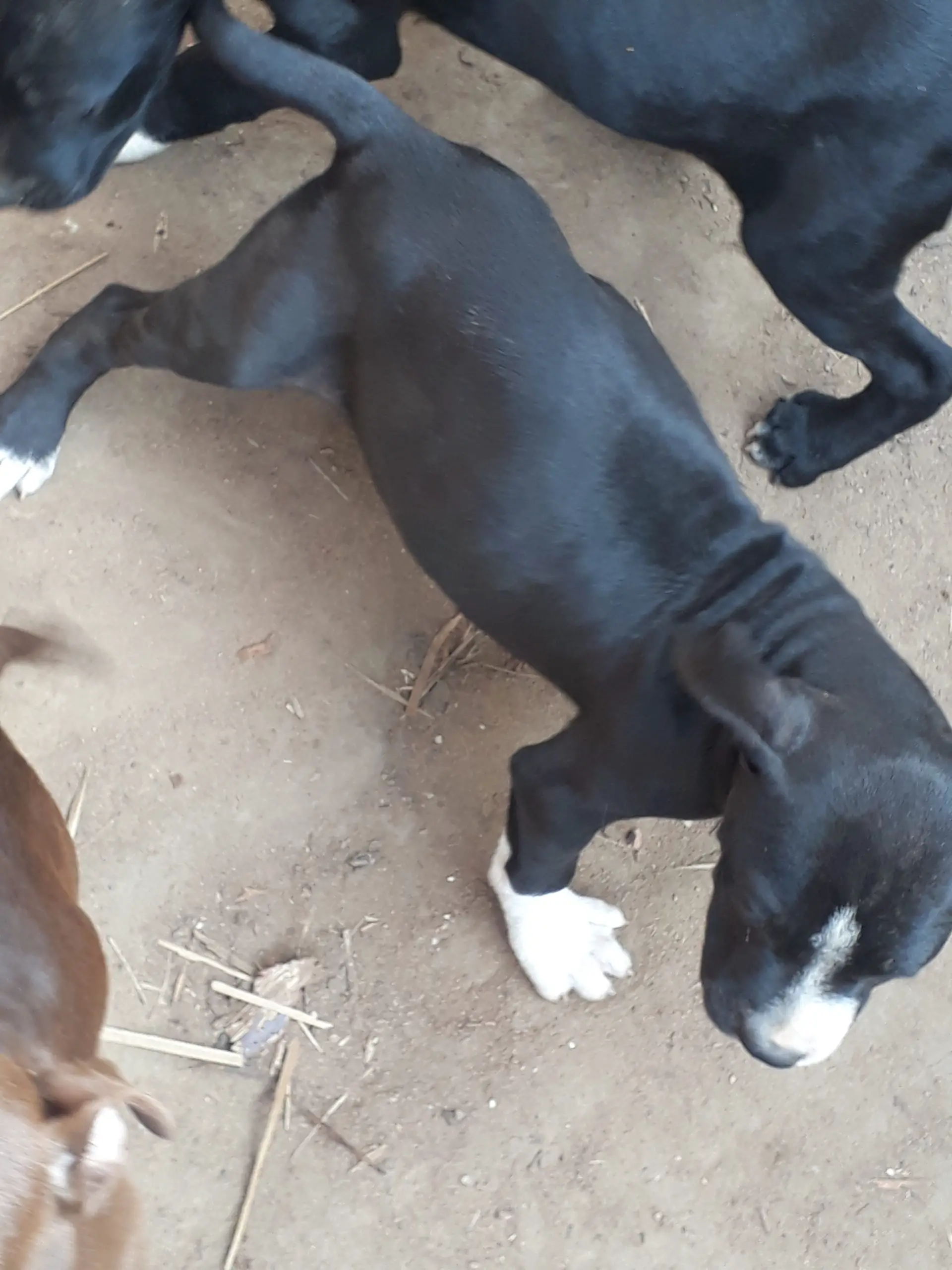 Pitbull Puppies in East Rand (24/12/2021)