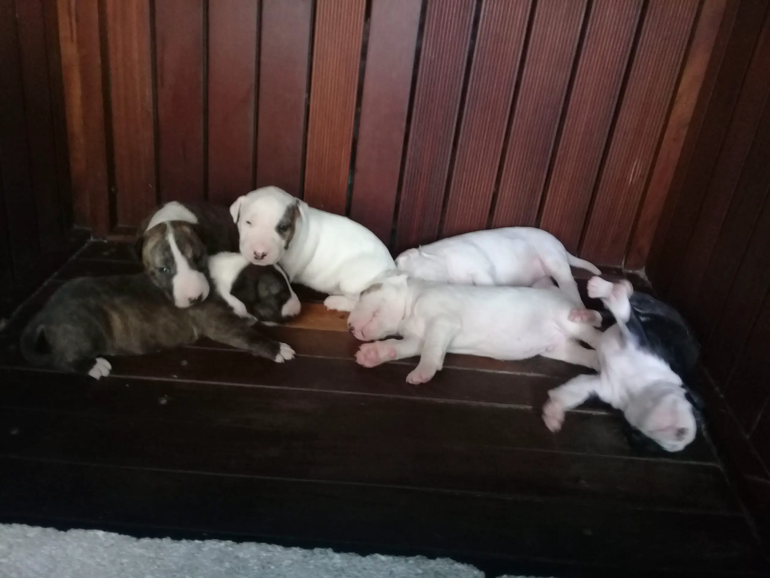 Bull Terrier Puppies in Kwazulu Natal (23/12/2021)