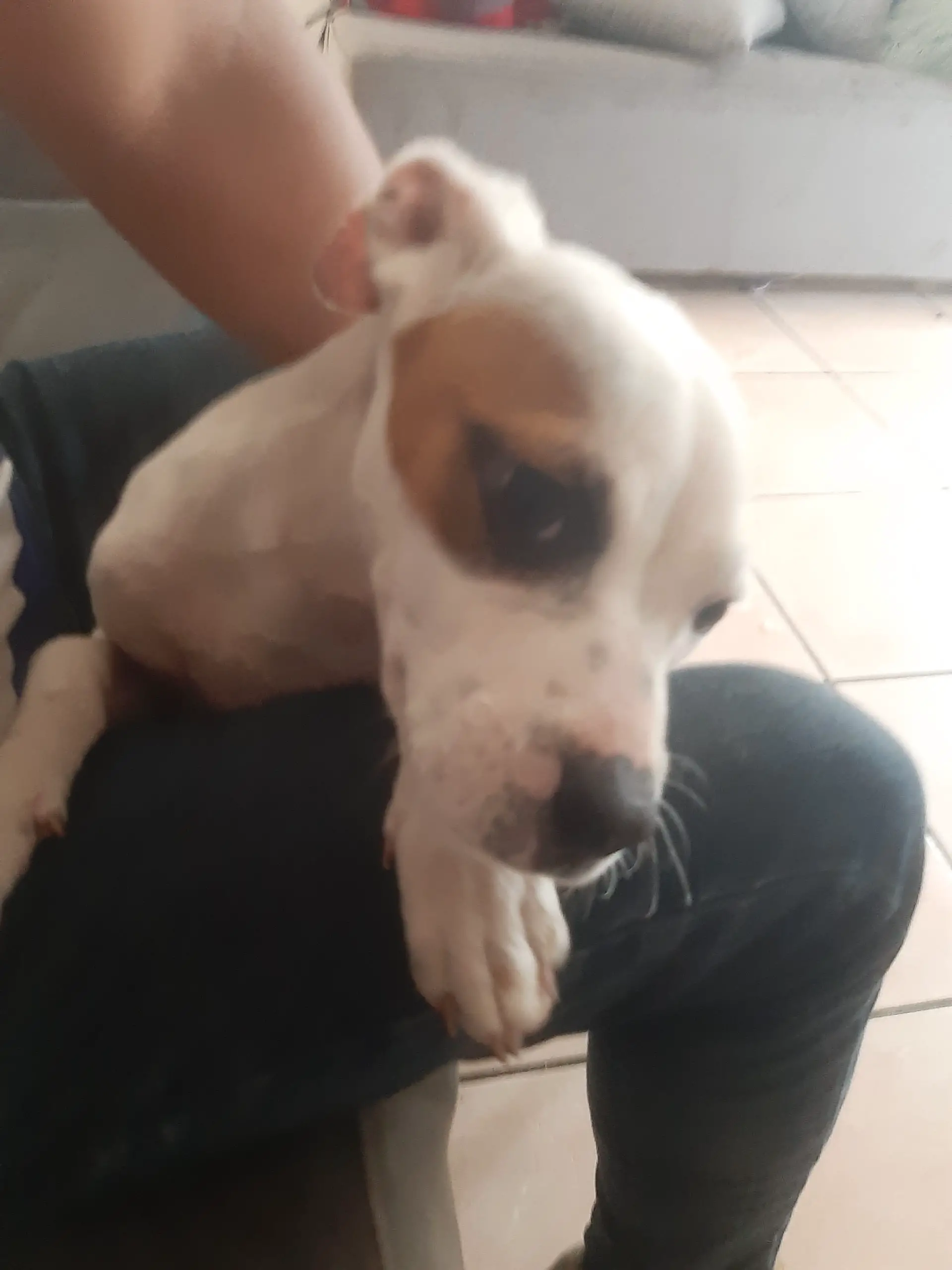 Pitbull Puppies in Pretoria (06/12/2021)