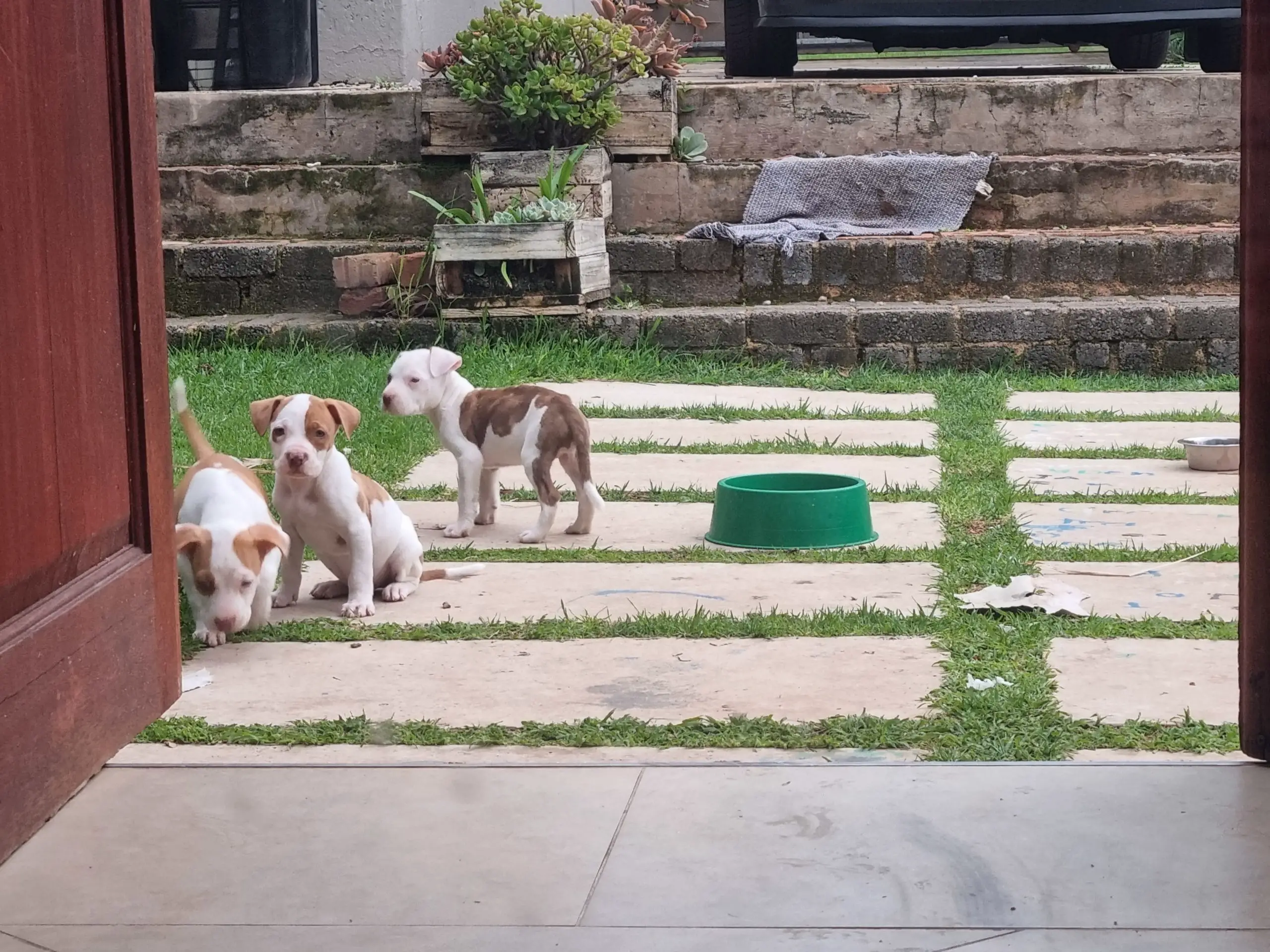Pitbull Puppies in Johannesburg (13/12/2021)