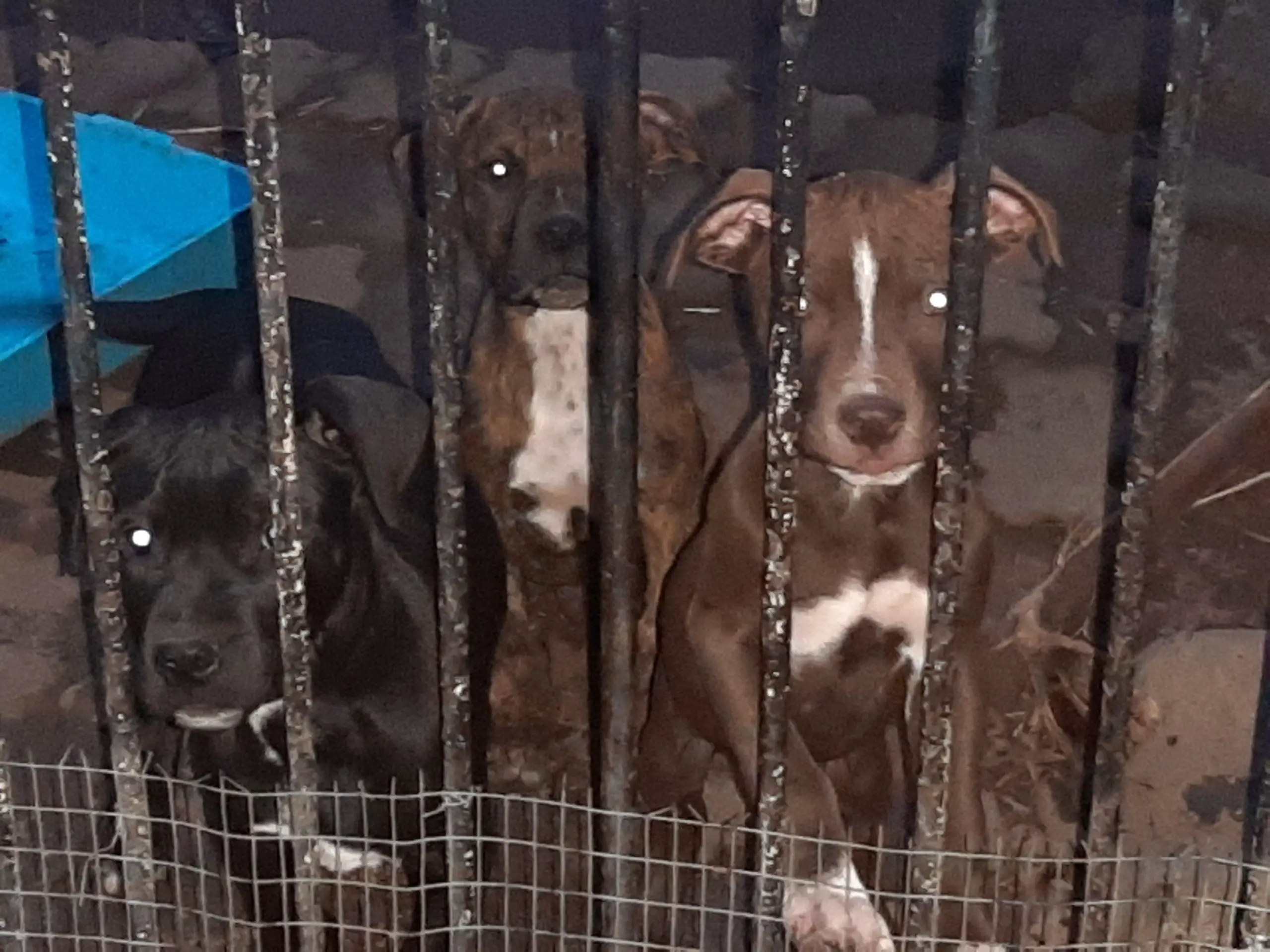 Pitbull Puppies in East Rand (12/12/2021)