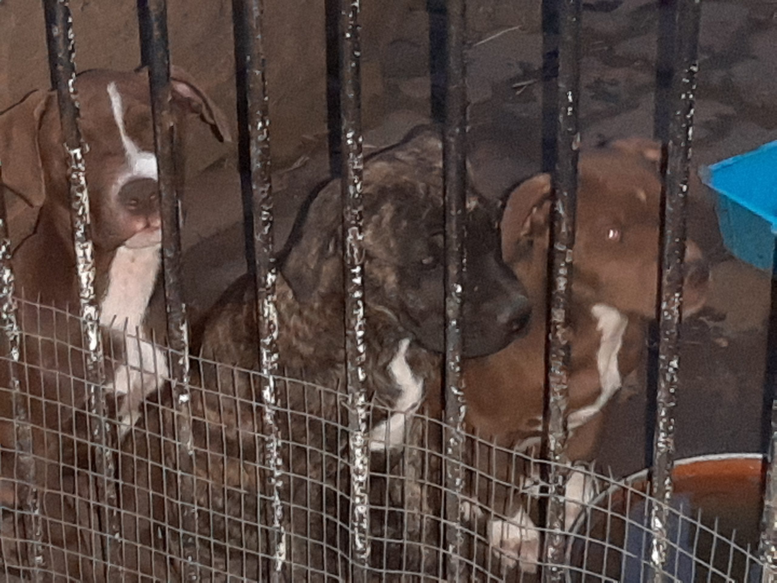 Pitbull Puppies in East Rand (12/12/2021)