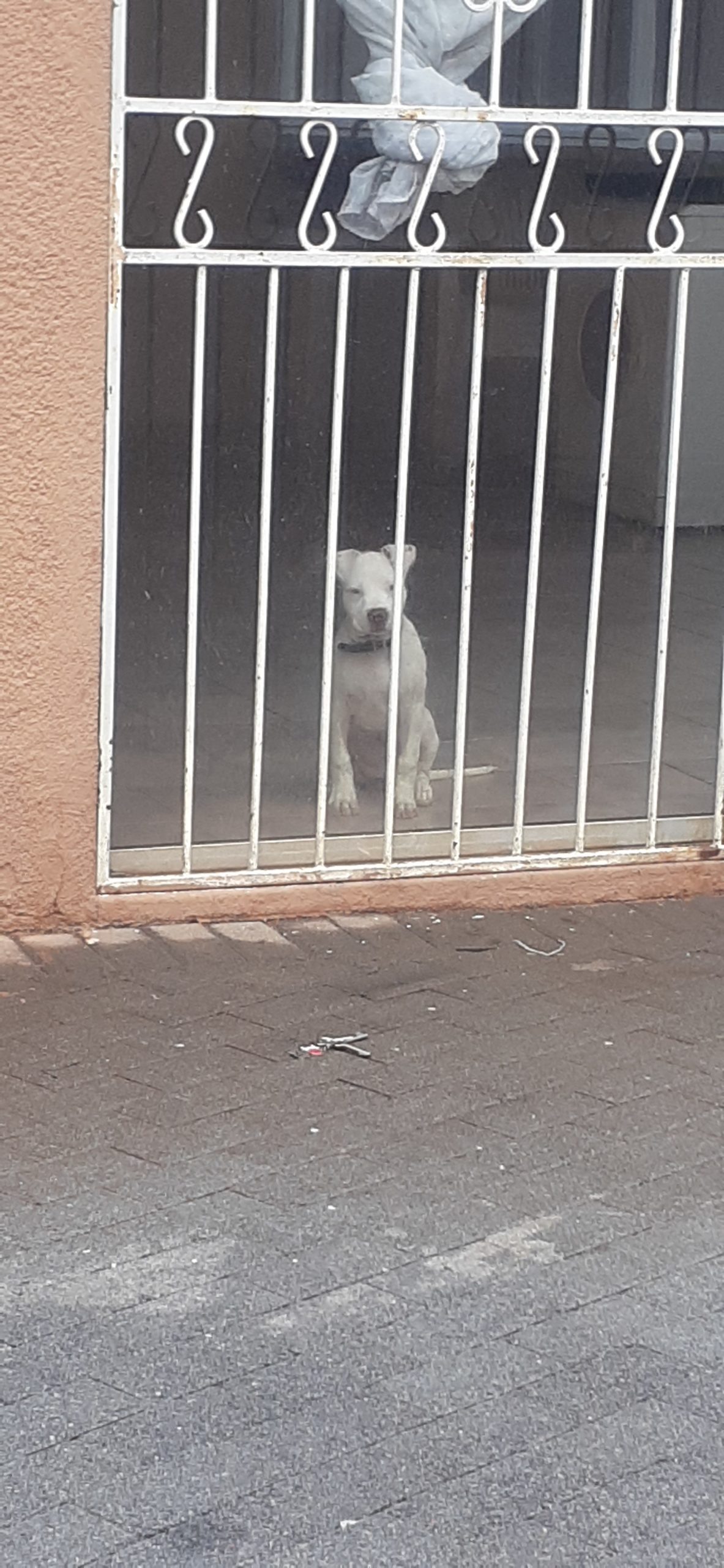 Pitbull Puppies in East Rand (27/12/2021)