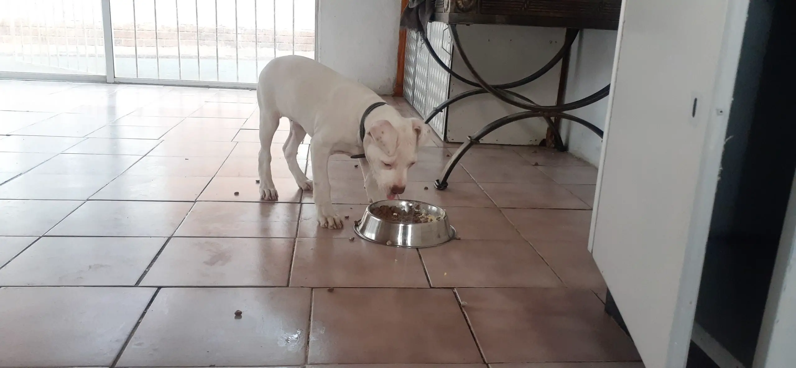 Pitbull Puppies in East Rand (27/12/2021)