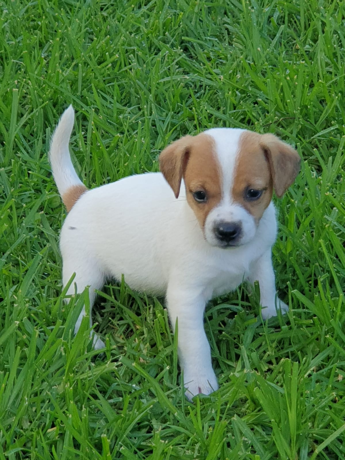 Jack Russell Puppies in Pretoria (27/12/2021)