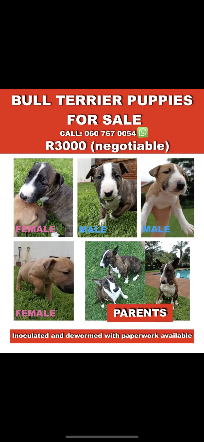 Bull Terrier Puppies in Johannesburg (21/12/2021)
