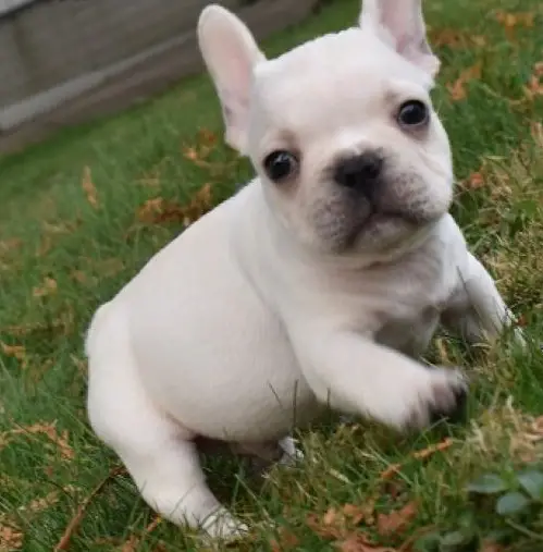 French Bulldog Puppies in Other (06/12/2021)