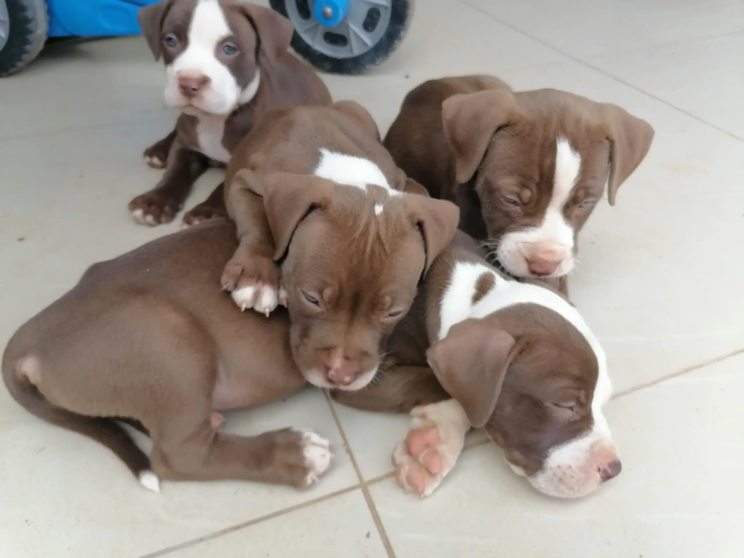 Pitbull Puppies in Other (11/12/2021)