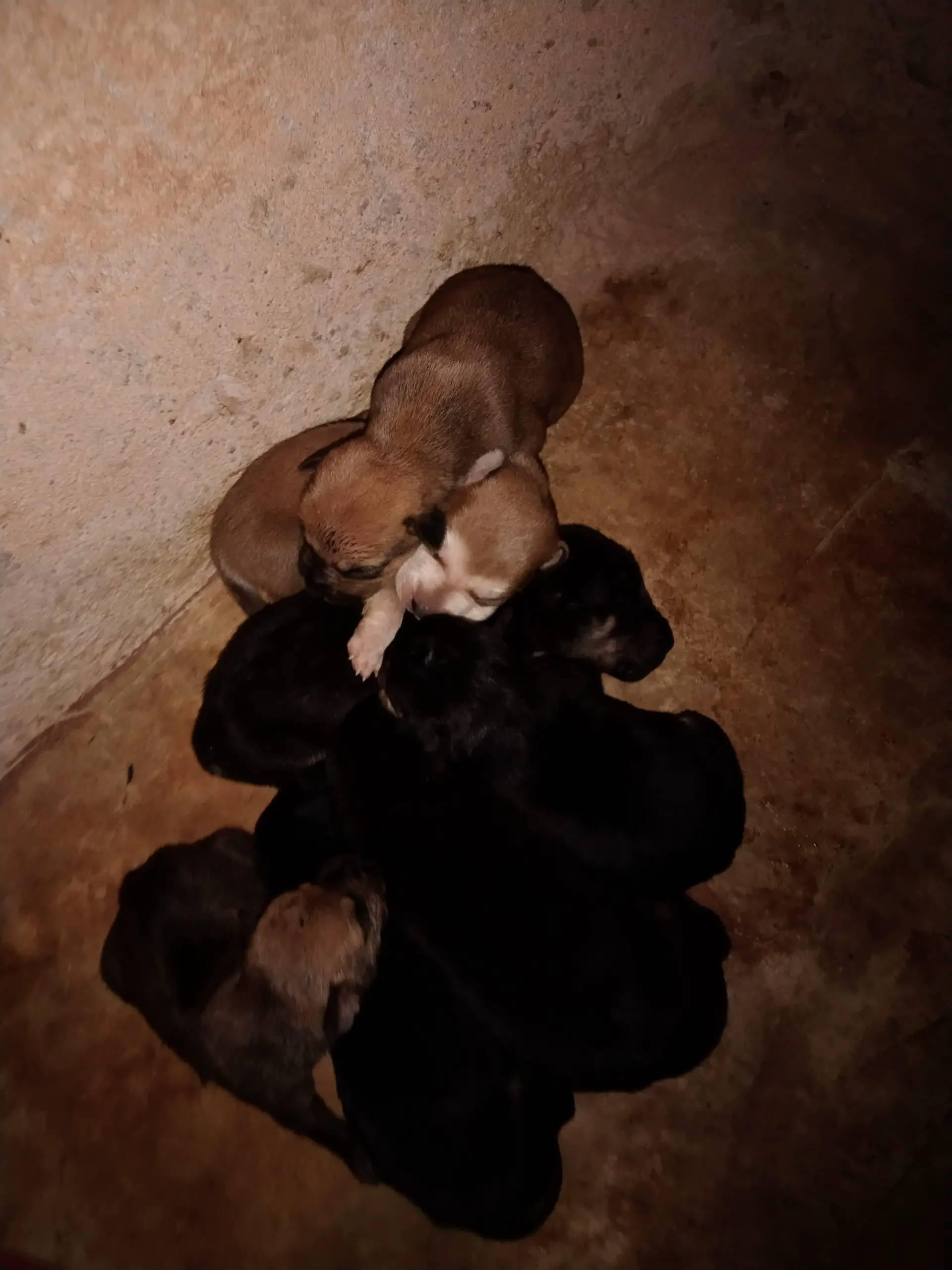 Pitbull Puppies in Pretoria (04/12/2021)