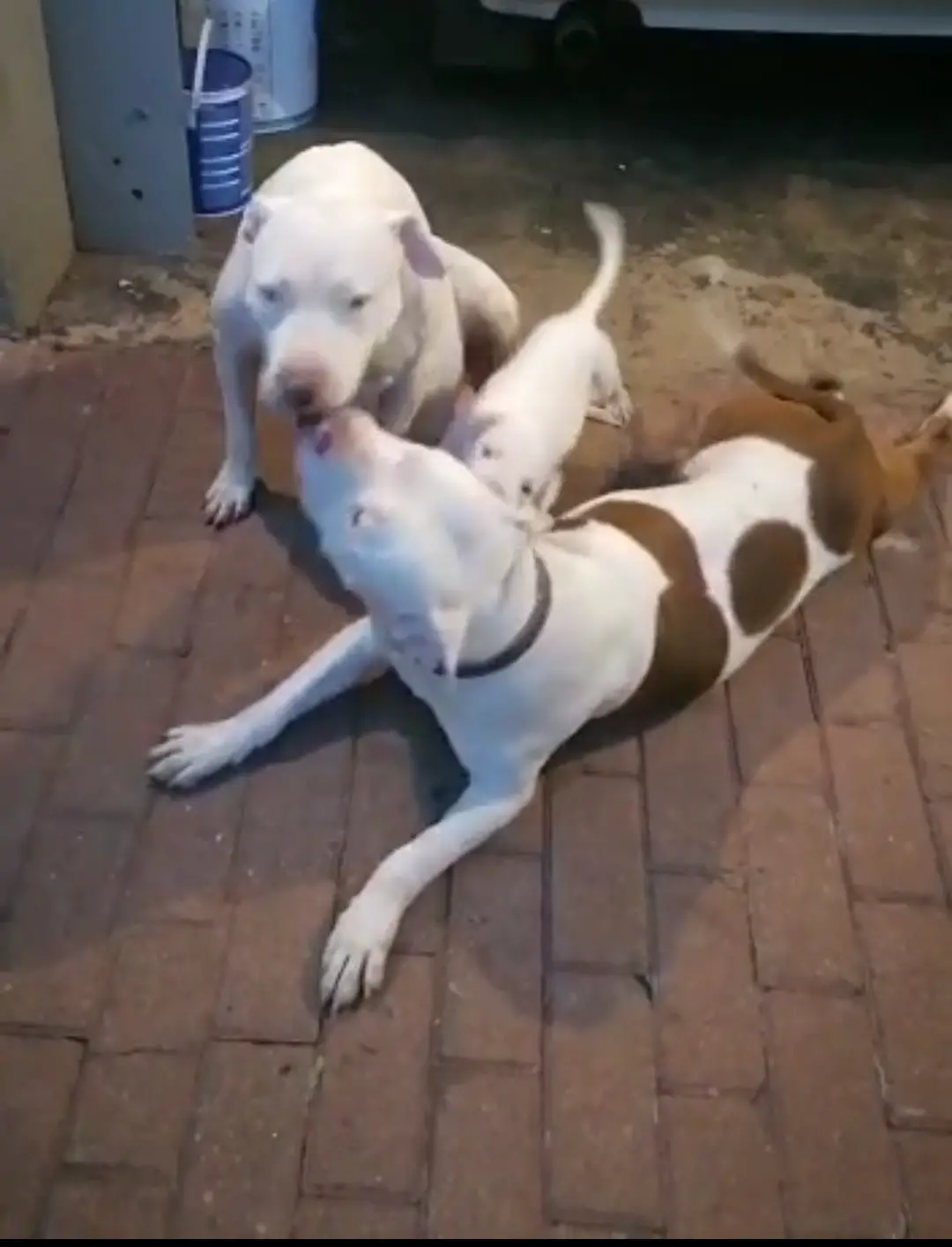 Pitbull Puppies in Johannesburg (05/12/2021)