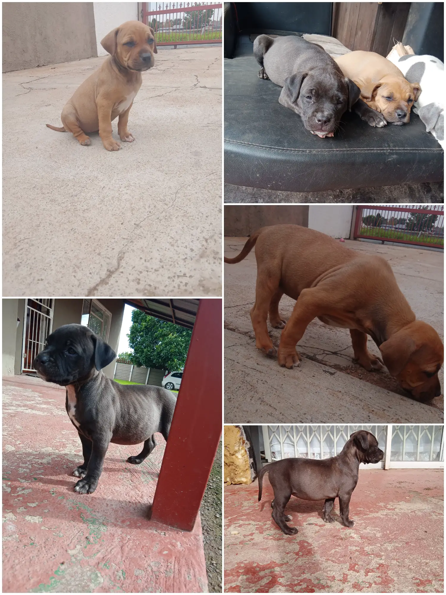 Pitbull Puppies in Johannesburg (13/12/2021)