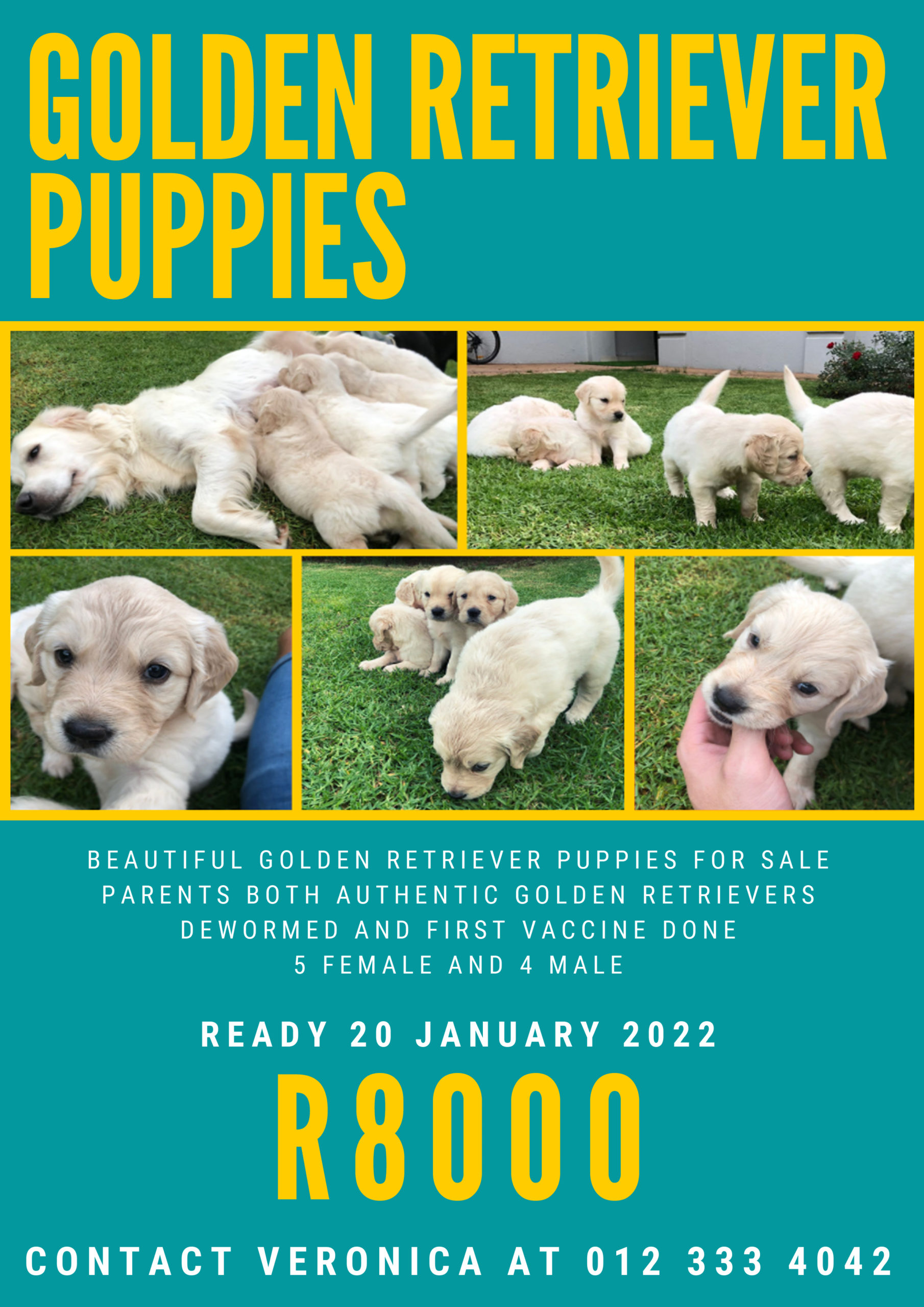 Labrador Puppies in Pretoria (22/12/2021)