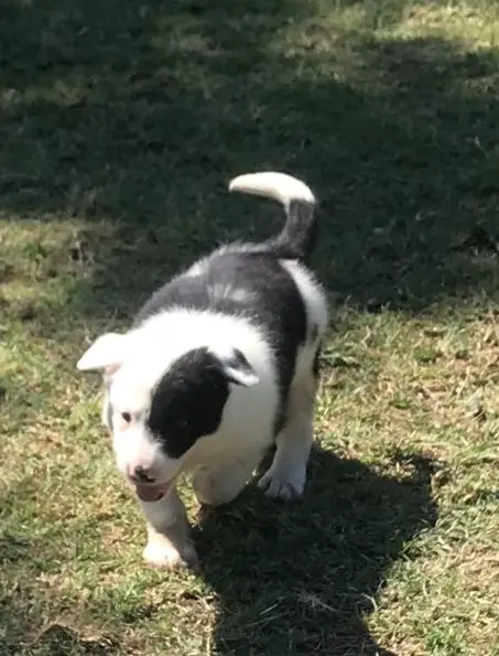 Collie Puppies in Bloemfontein (05/12/2021)
