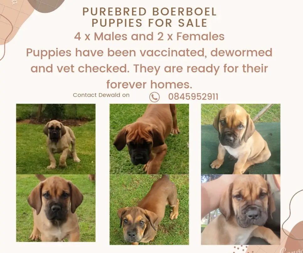 Boerboel Puppies in Bloemfontein (16/12/2021)