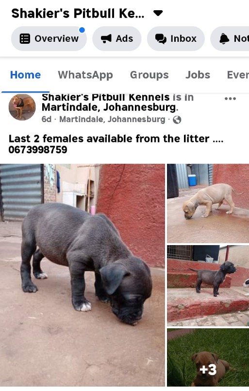 Pitbull Puppies in Johannesburg (11/12/2021)