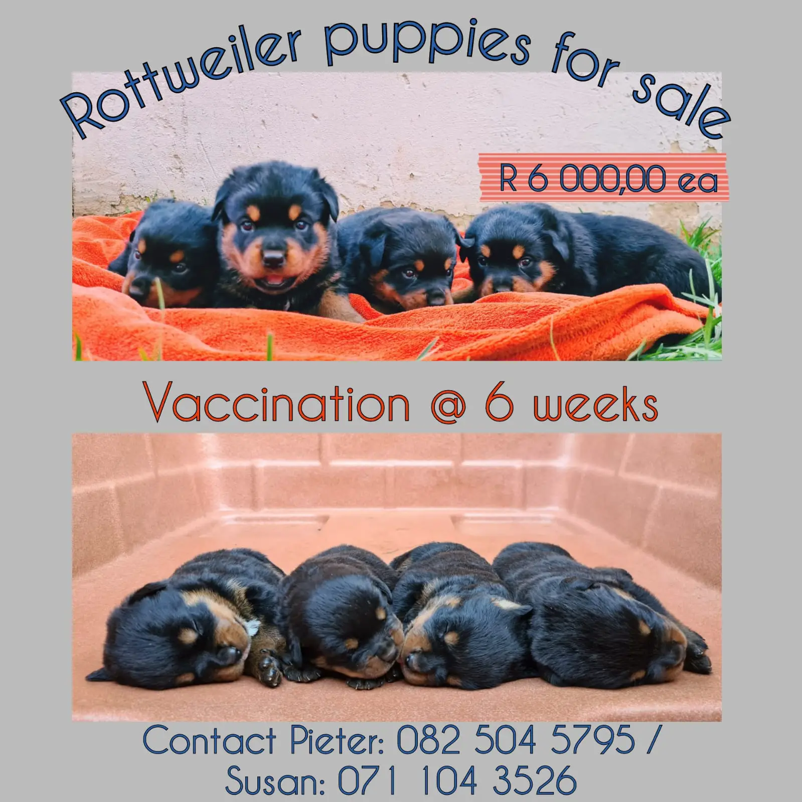 Rottweiler Puppies in Johannesburg (01/12/2021)