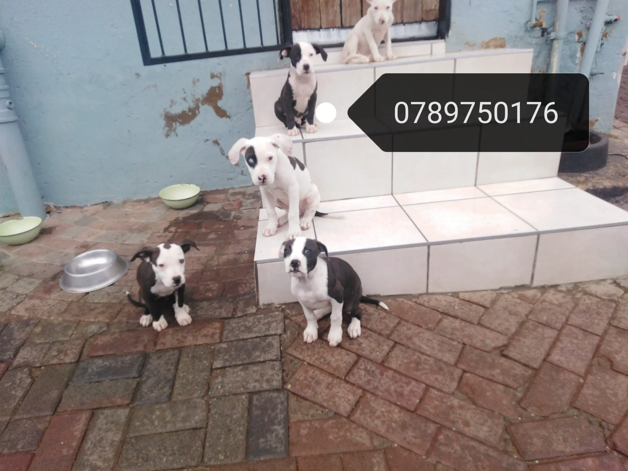 Pitbull Puppies in Johannesburg (11/12/2021)