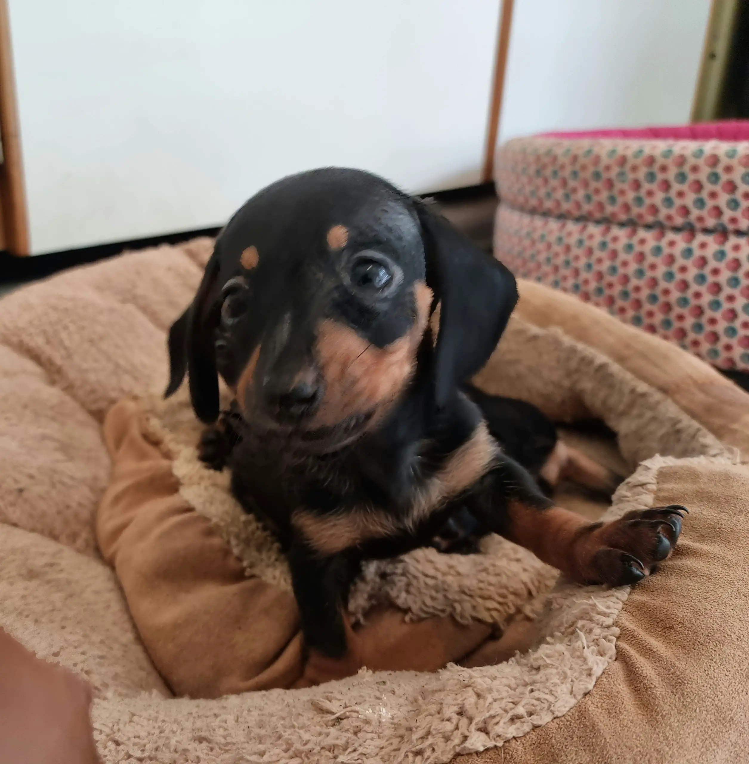 Dachshund Puppies in East Rand (16/12/2021)