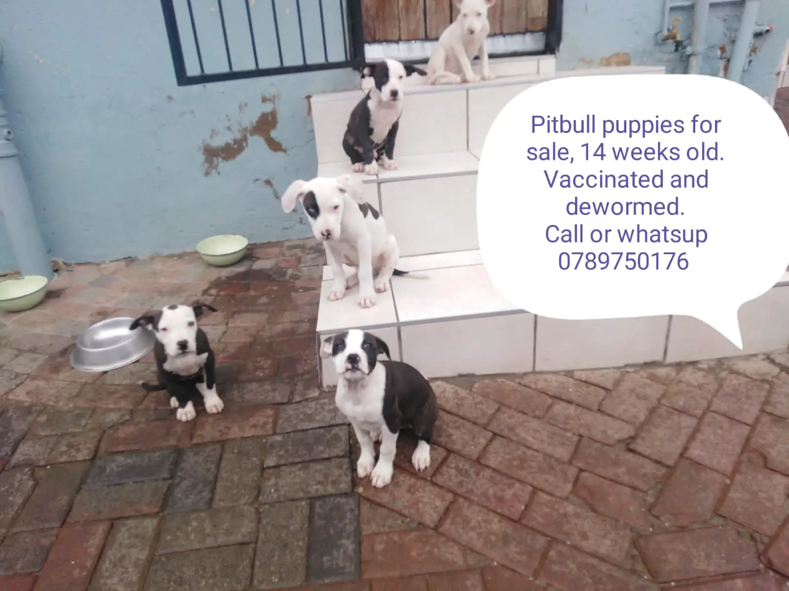 Pitbull Puppies in Johannesburg (22/12/2021)