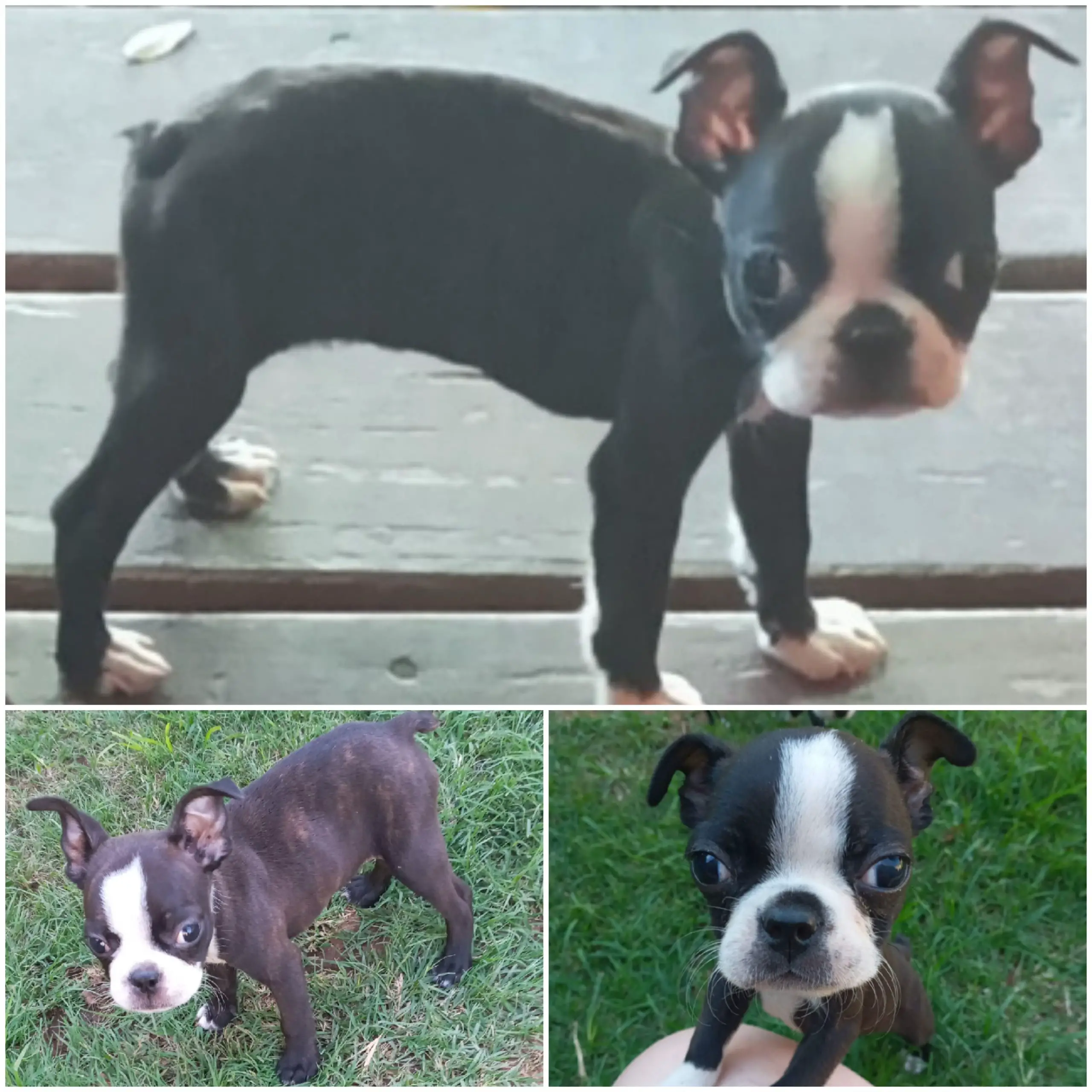 Boston Terrier Puppies in Other (21/12/2021)
