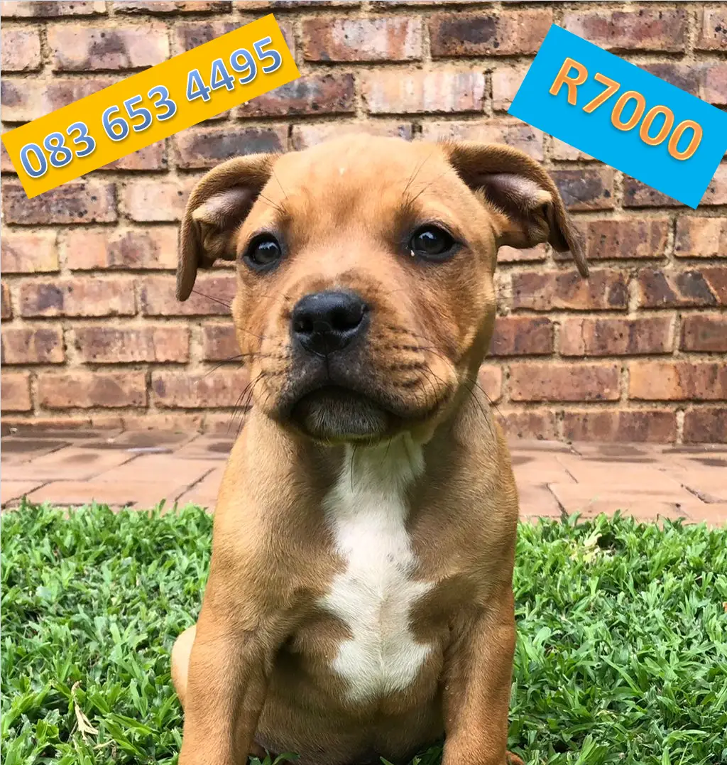 Staffie Puppies in Pretoria (11/12/2021)
