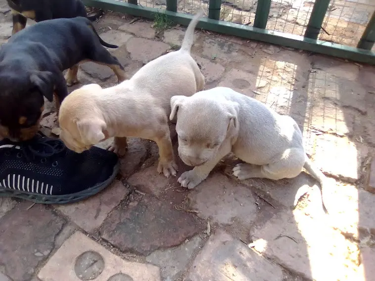 Pitbull Puppies in Pretoria (12/12/2021)