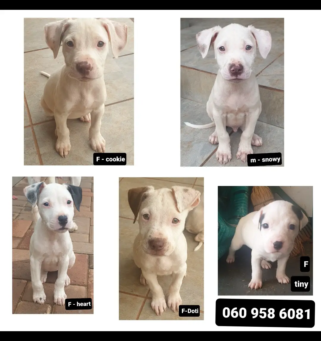 Pitbull Puppies in Johannesburg (01/01/2022)