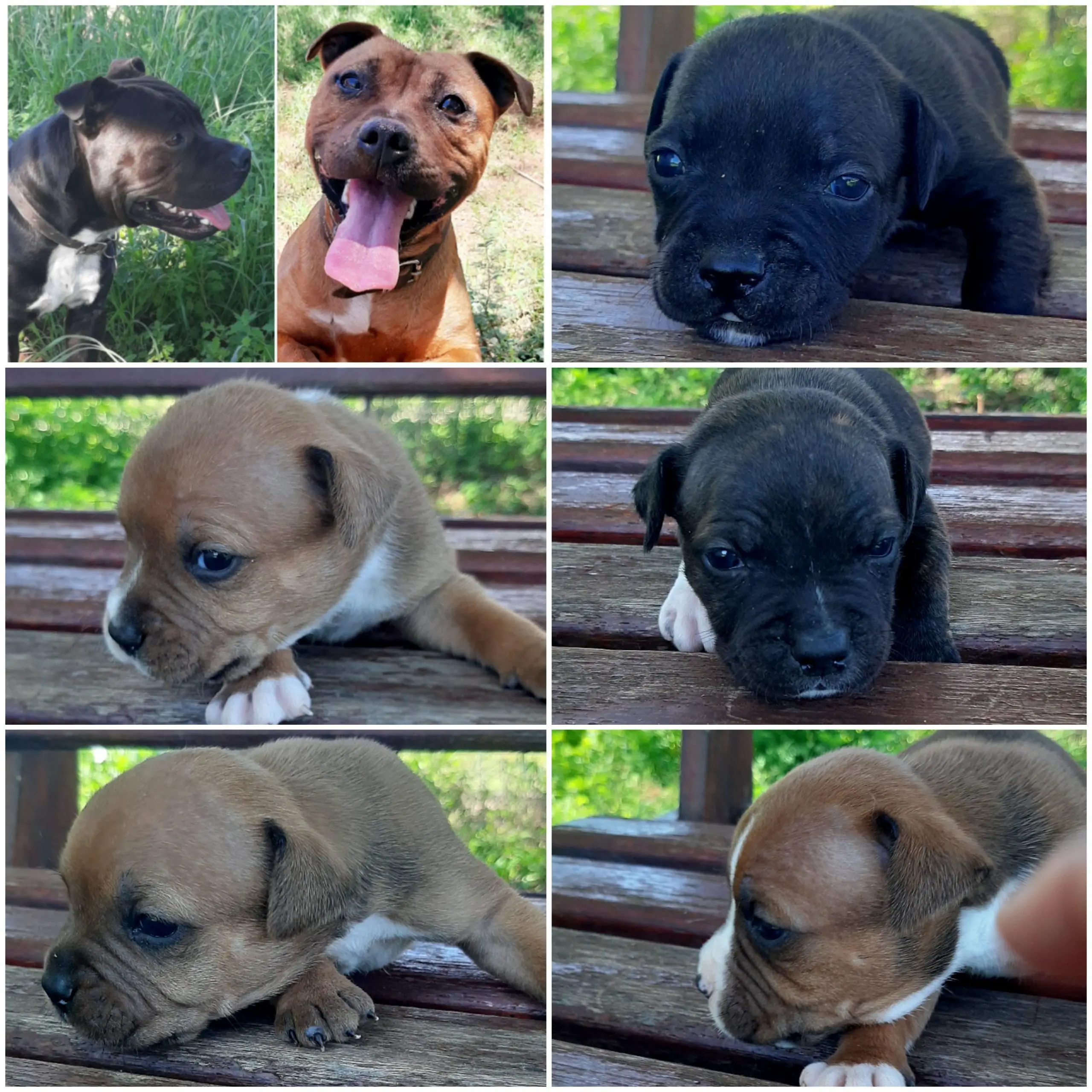 Staffie Puppies in Johannesburg (06/01/2022)