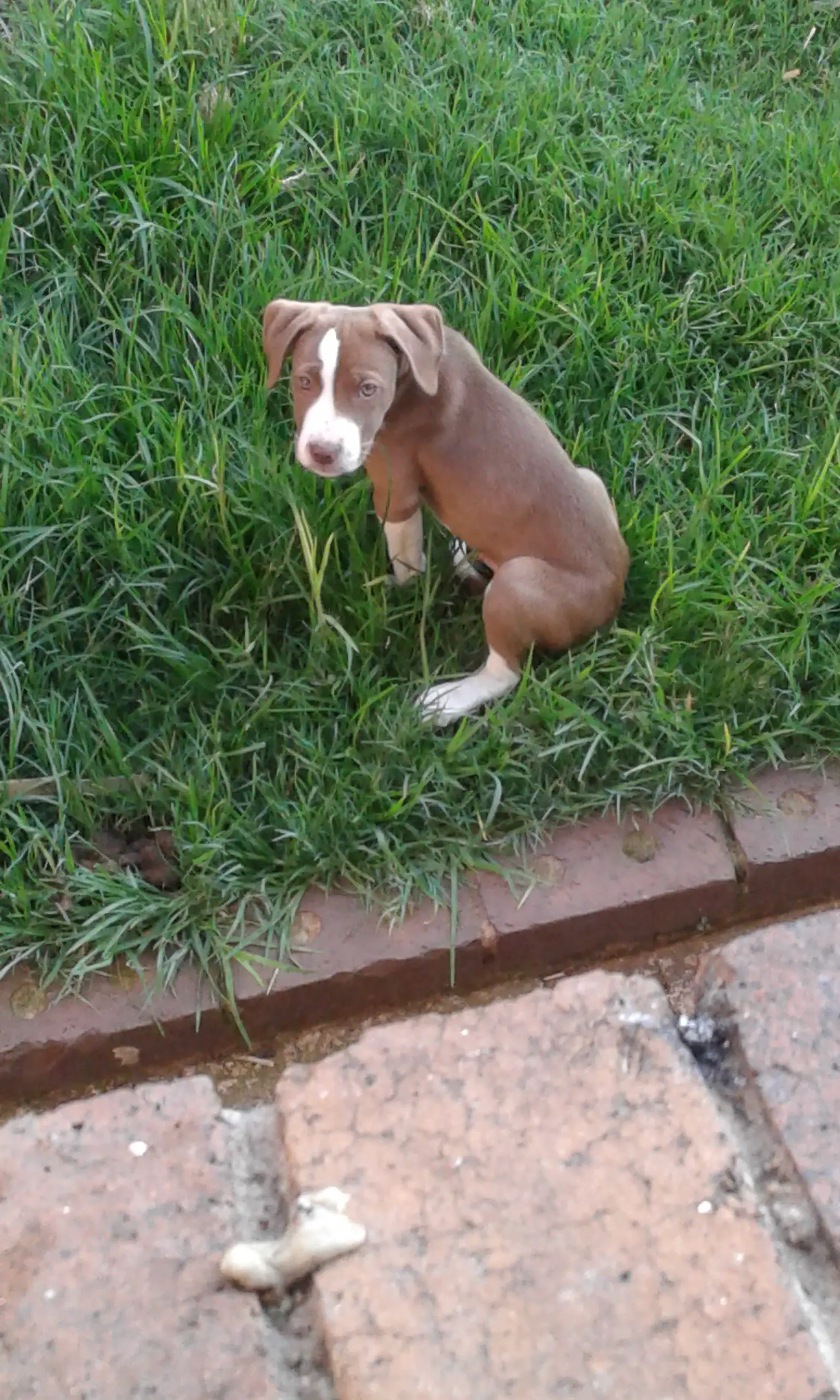 Pitbull Puppies in East Rand (21/01/2022)
