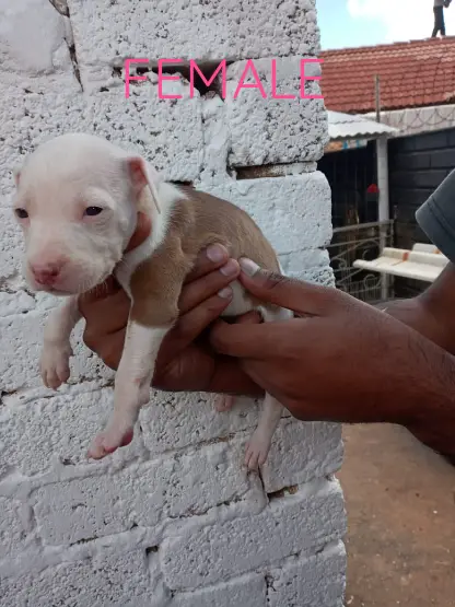 Pitbull Puppies in Johannesburg (24/01/2022)