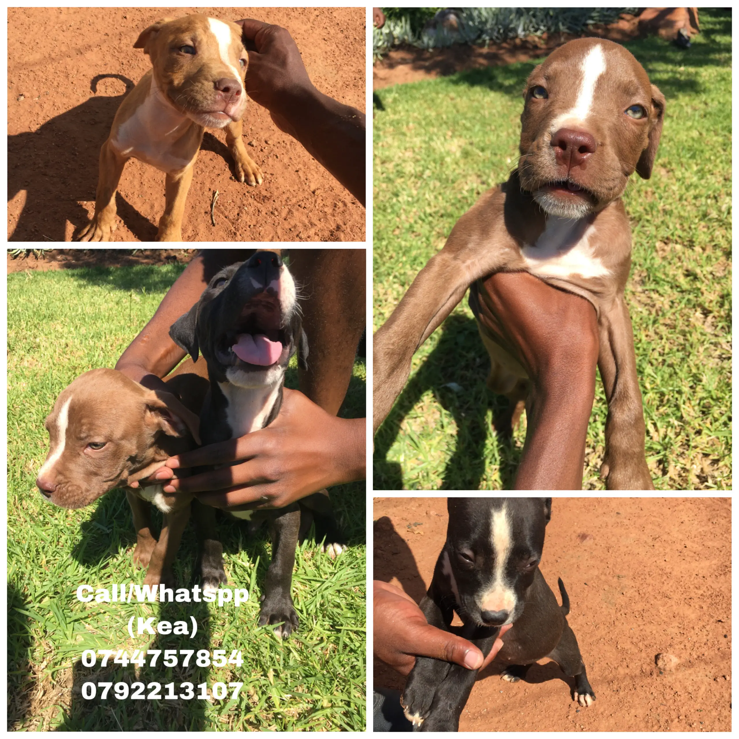 Pitbull Puppies in Pretoria (07/01/2022)