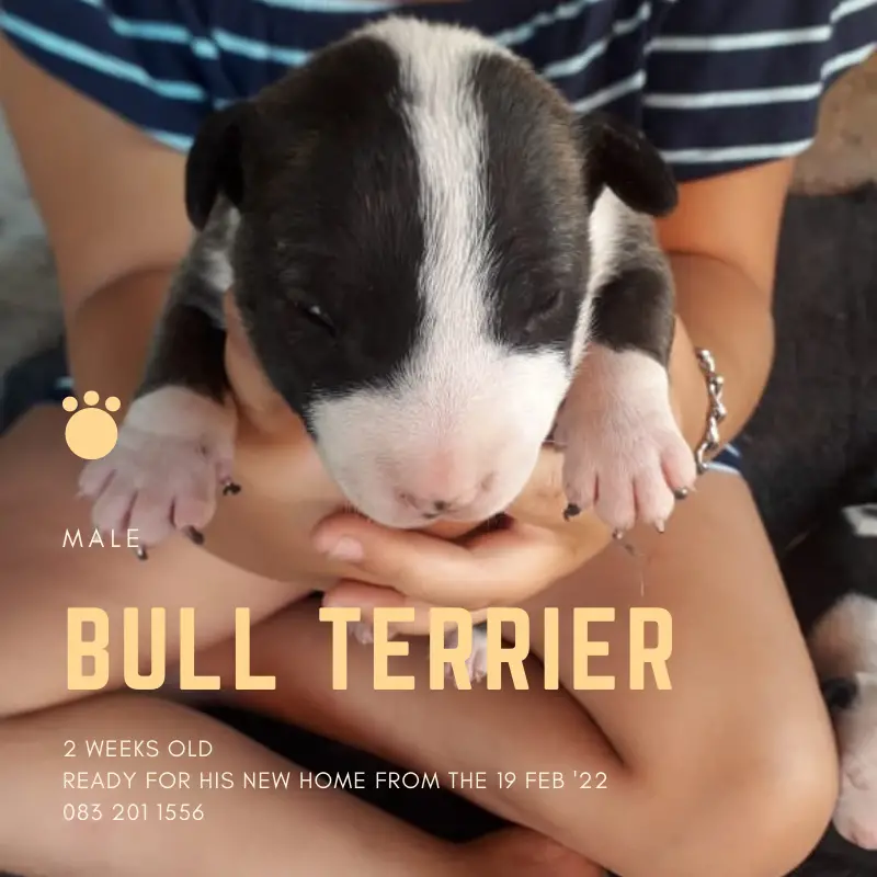 Bull Terrier Puppies in East Rand (27/01/2022)